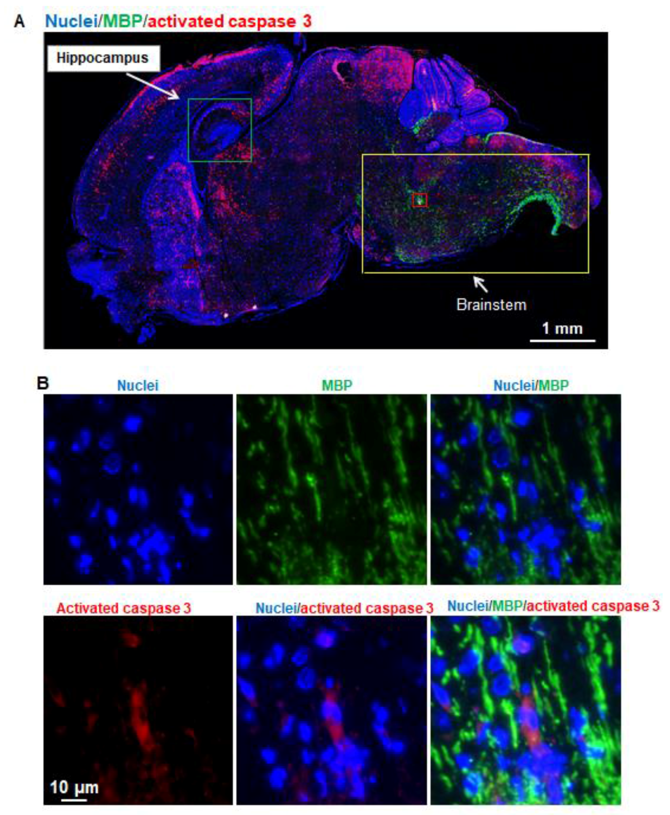 Brainsci 07 00130 g005 550