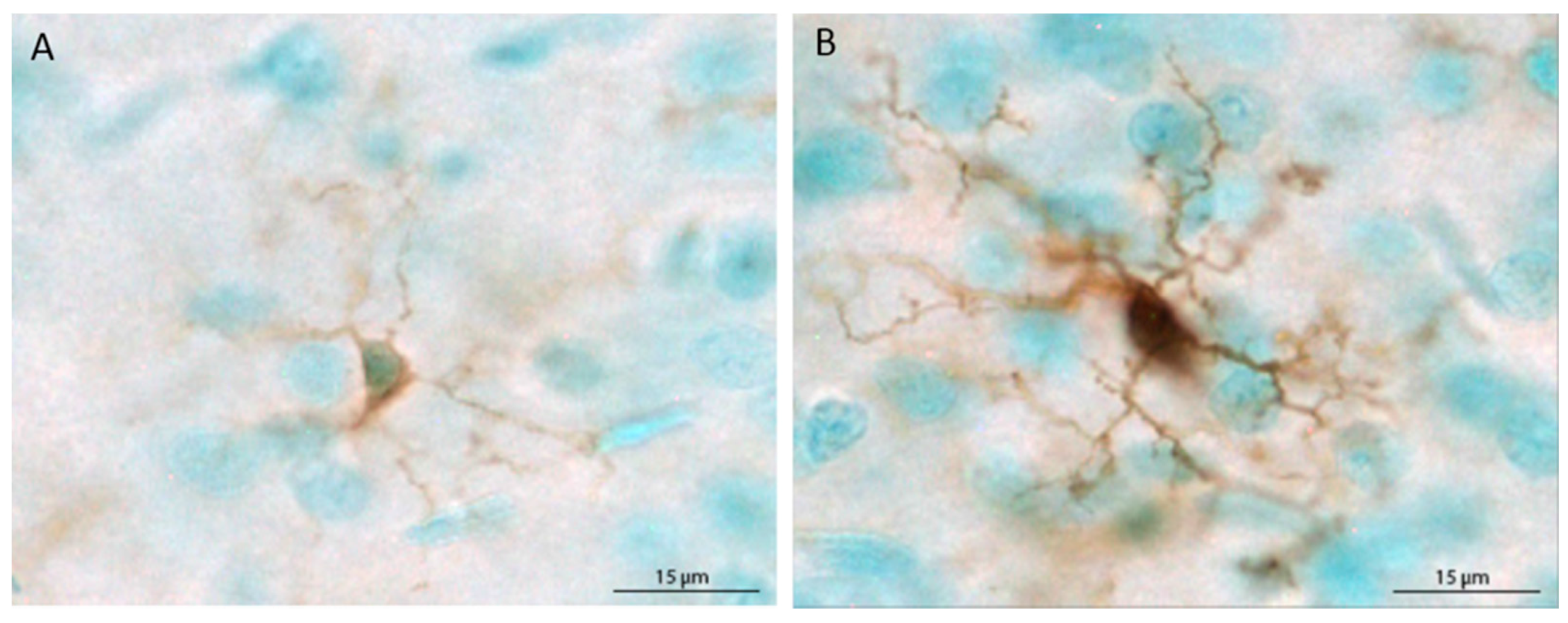 Brainsci 07 00139 g001