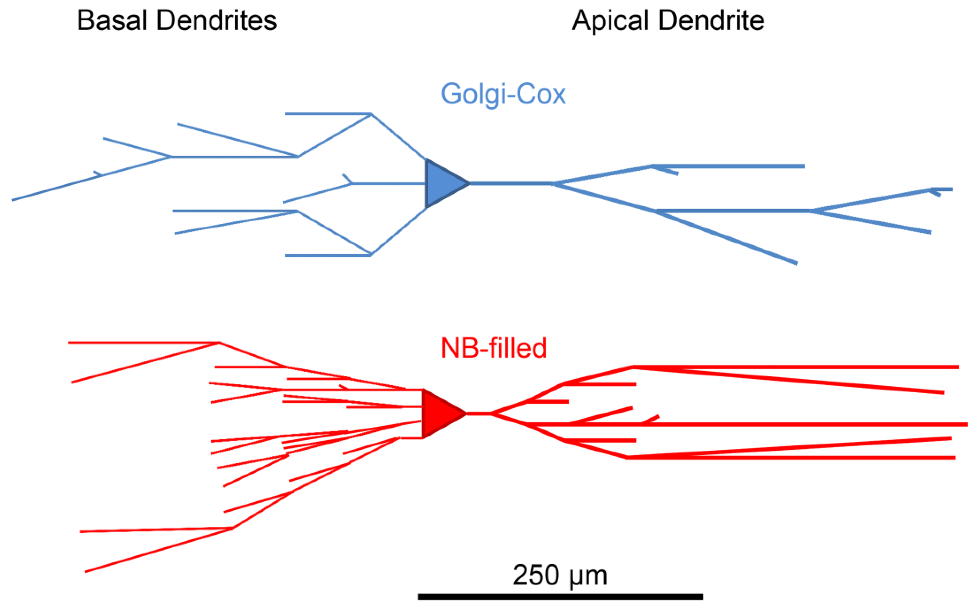 Brainsci 07 00165 g003