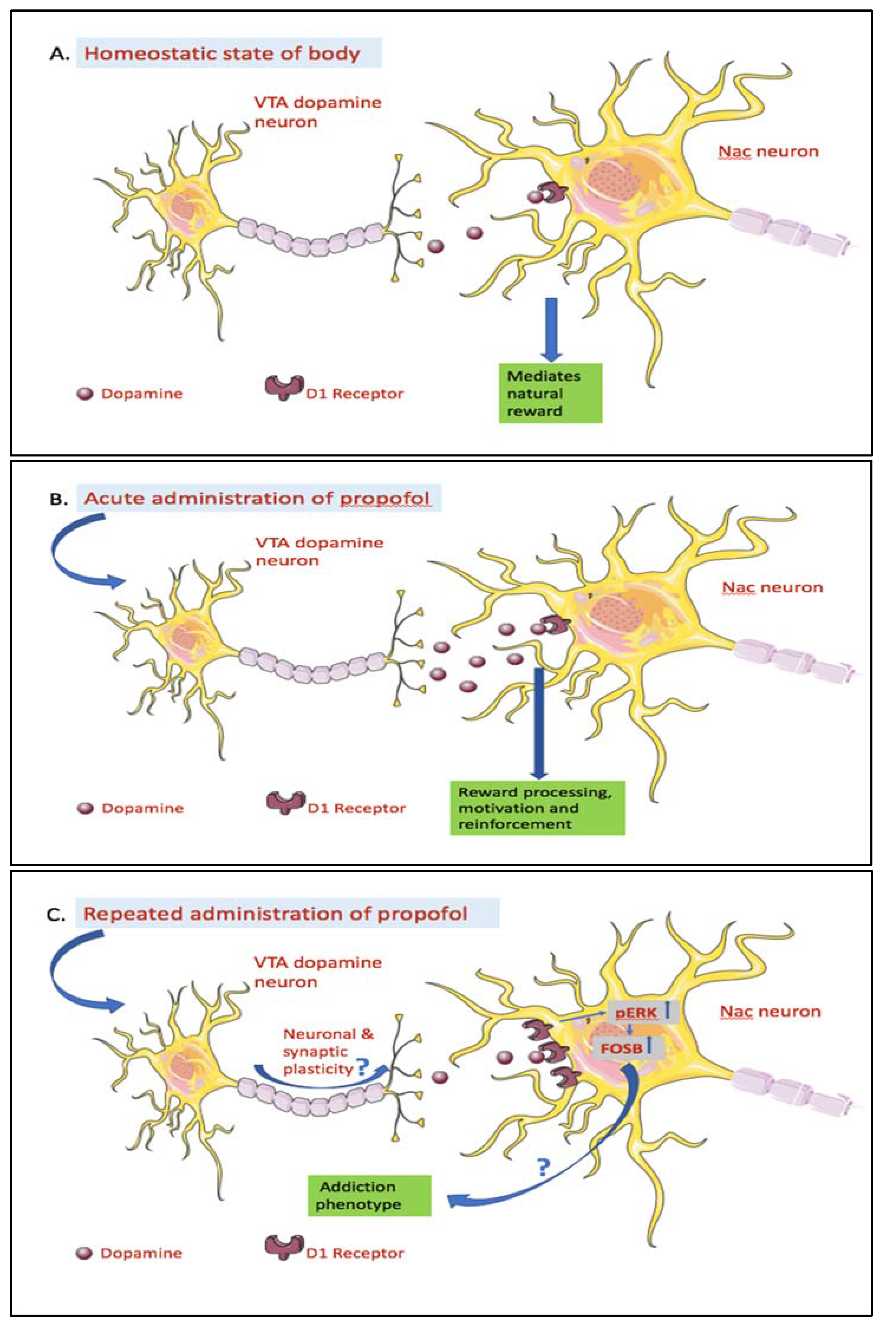 Brainsci 08 00036 g001 Brainsci 08 00036 g001