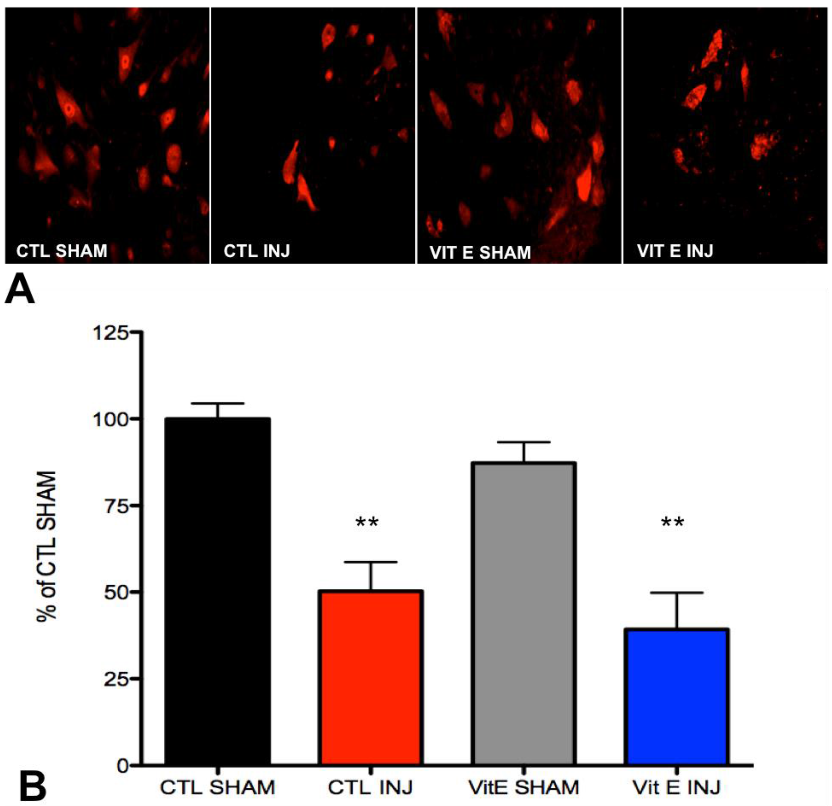 Brainsci 08 00038 g005