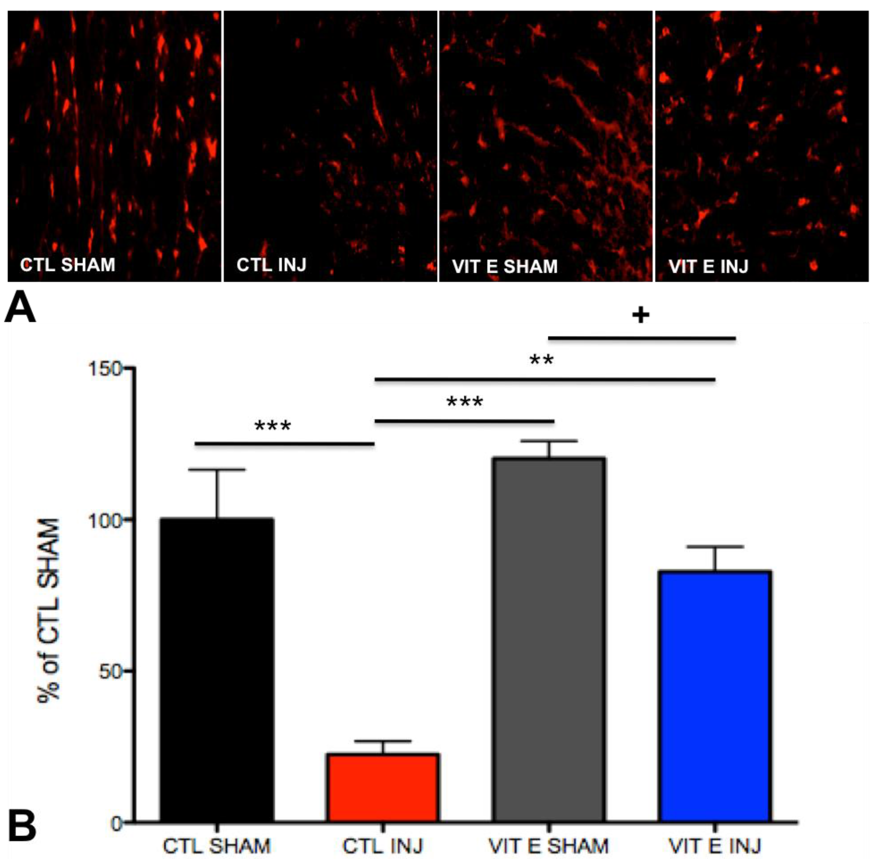 Brainsci 08 00038 g006