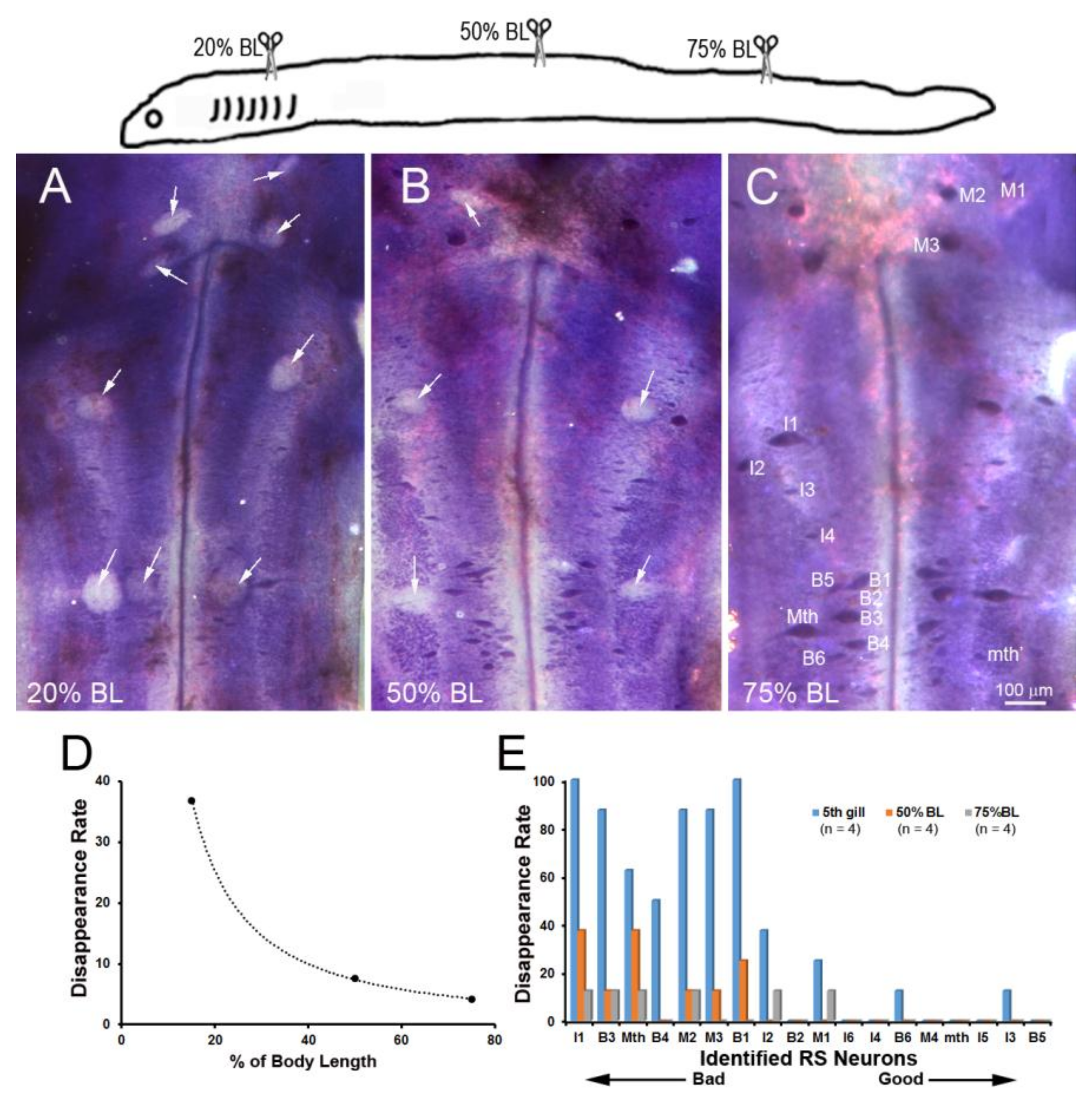 Brainsci 08 00065 g006