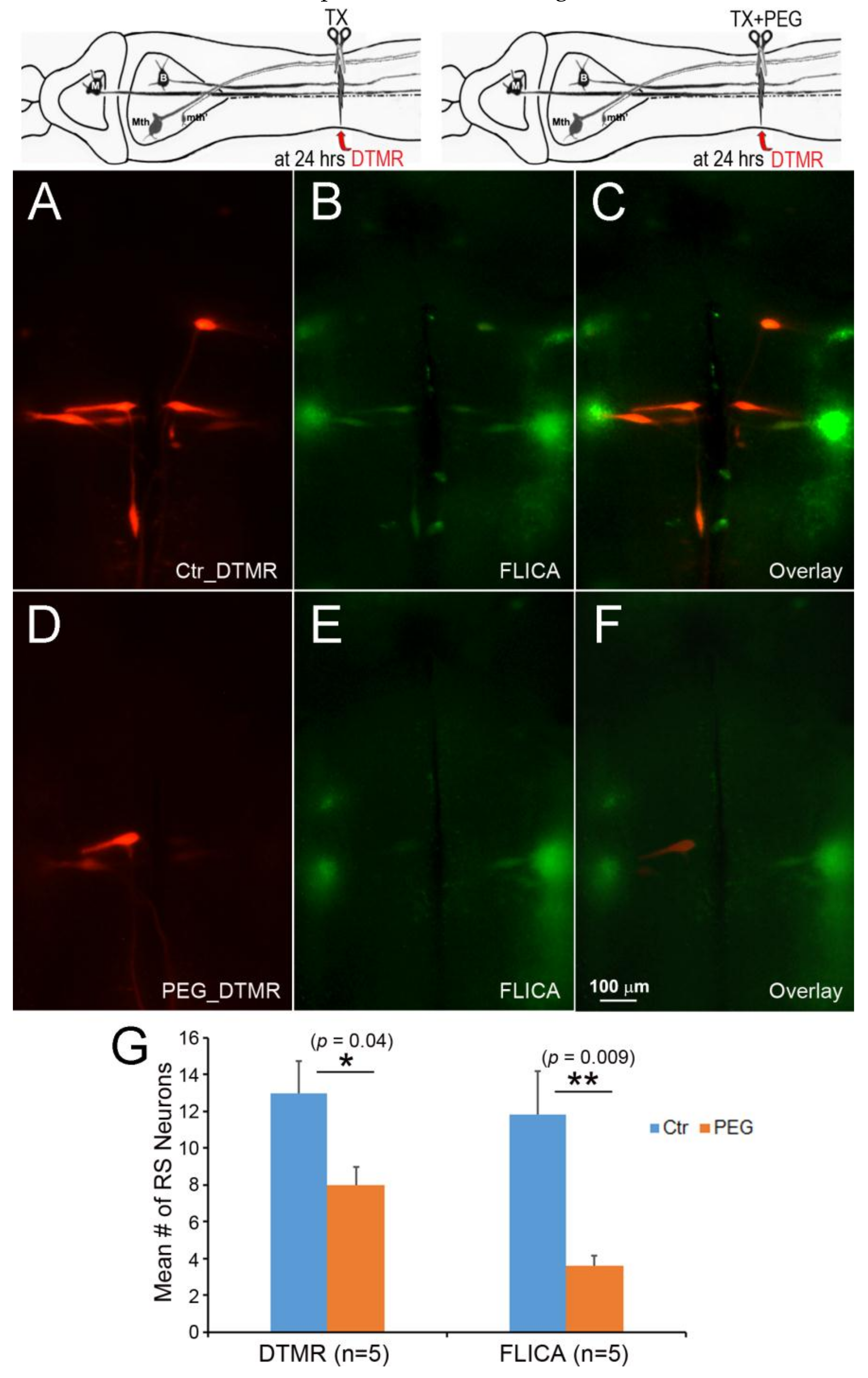 Brainsci 08 00065 g010