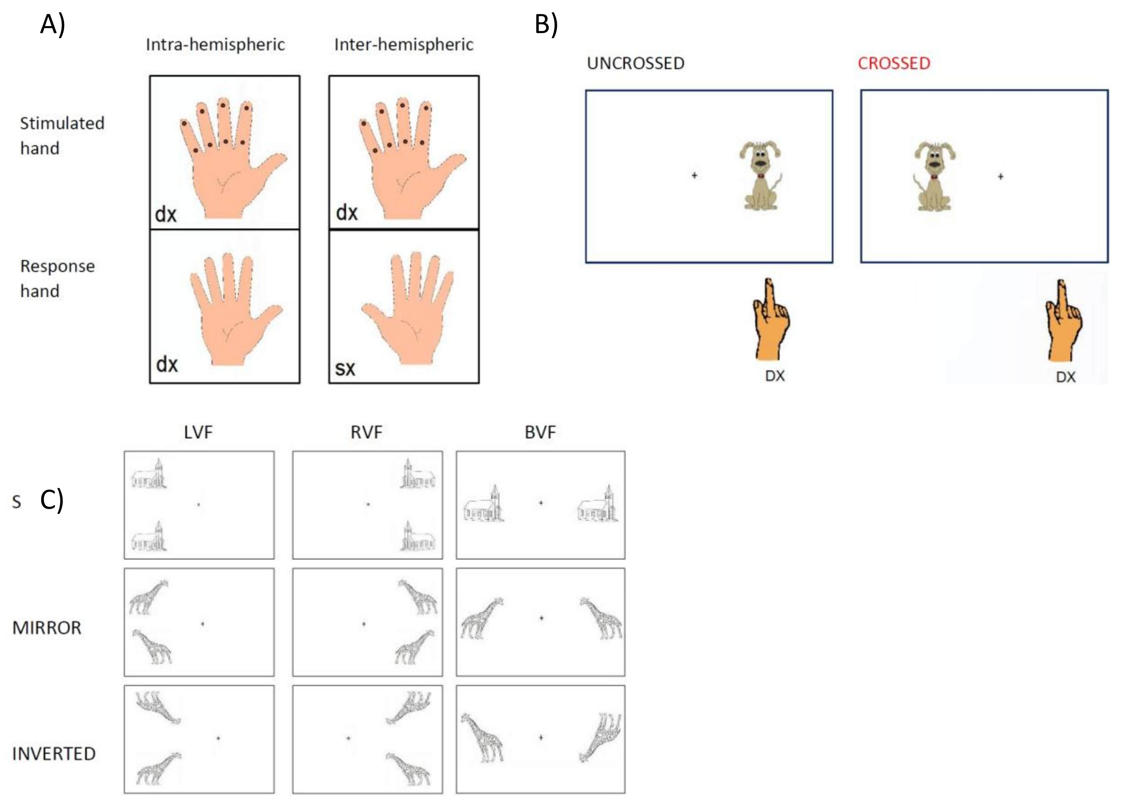 Brainsci 08 00067 g001
