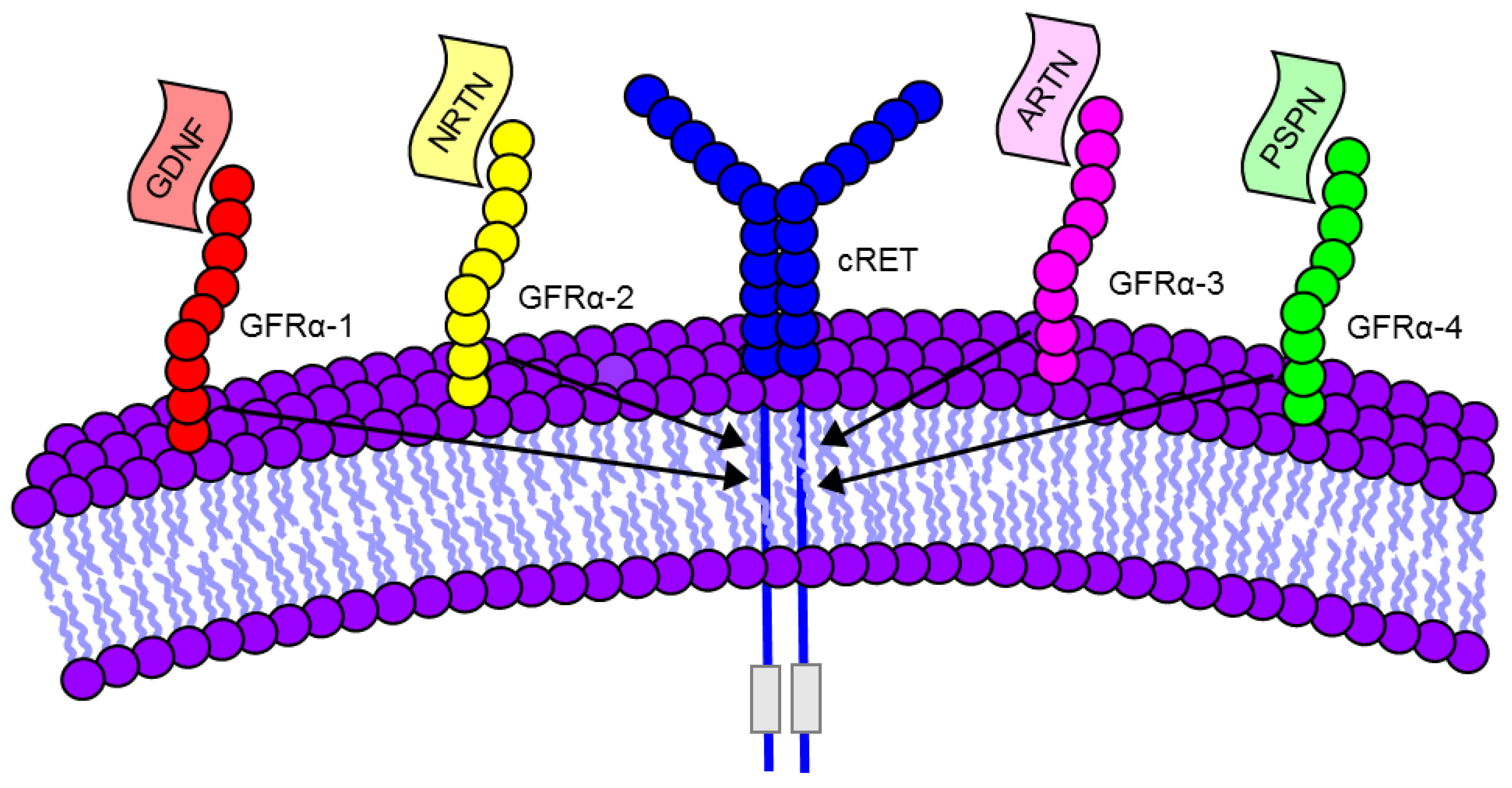 Brainsci 08 00109 g001 Brainsci 08 00109 g001