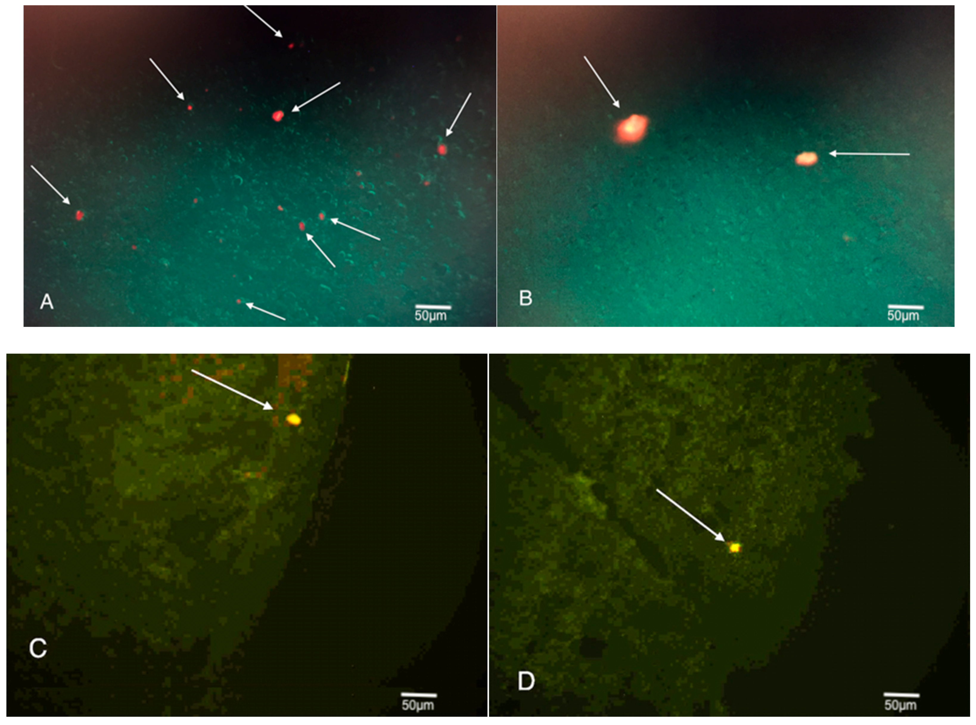 Brainsci 08 00112 g004 550