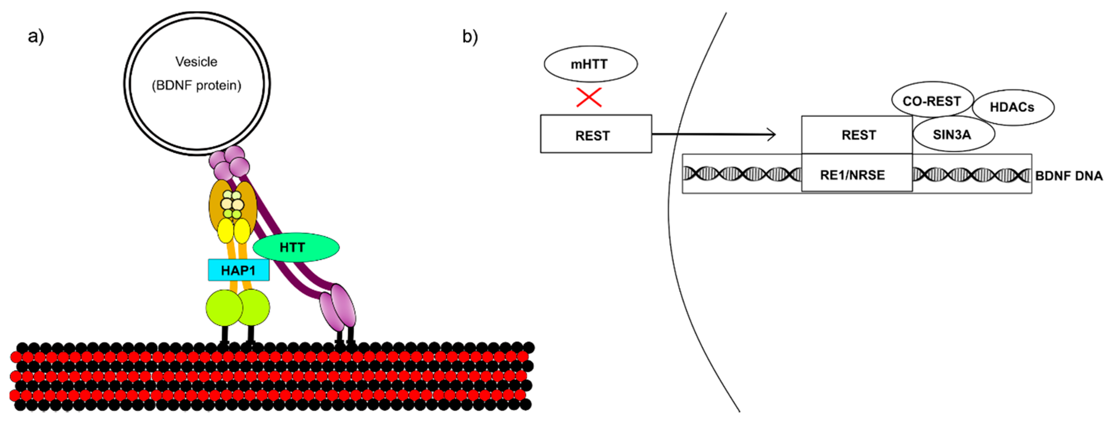 Brainsci 08 00116 g001