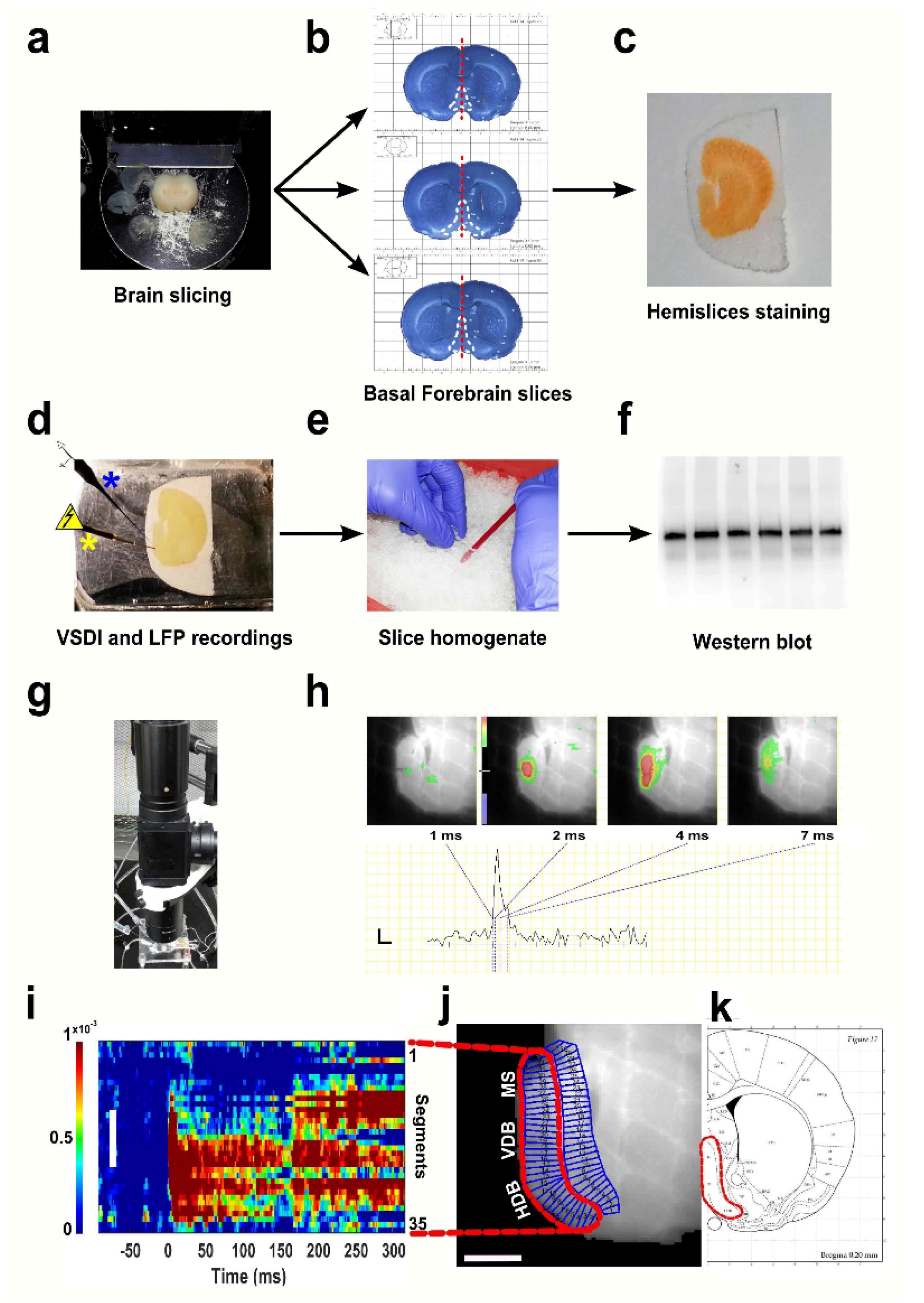 Brainsci 08 00132 g001