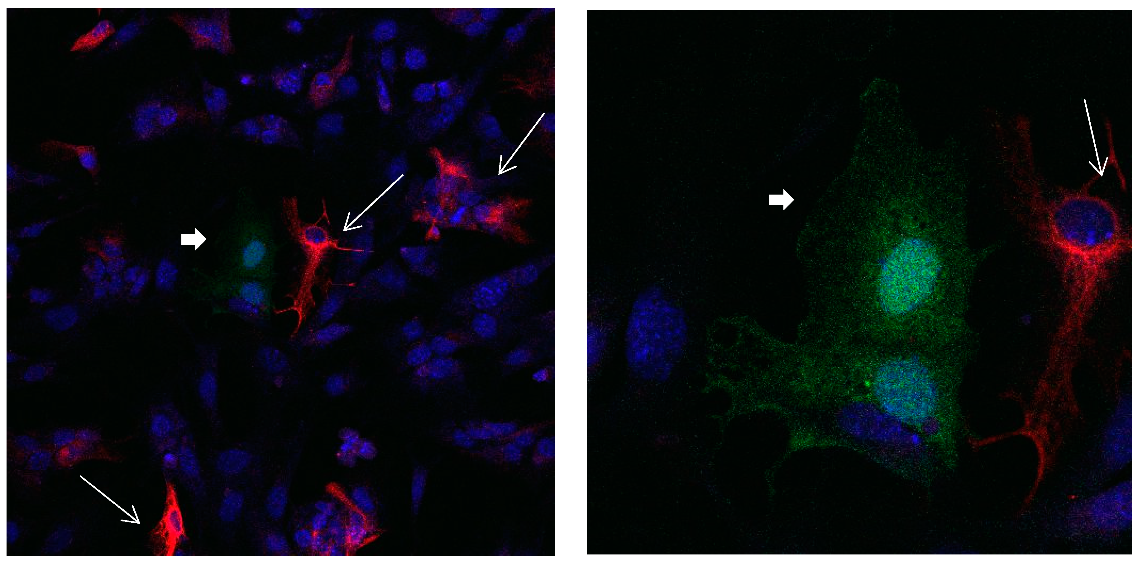 Brainsci 08 00143 g001