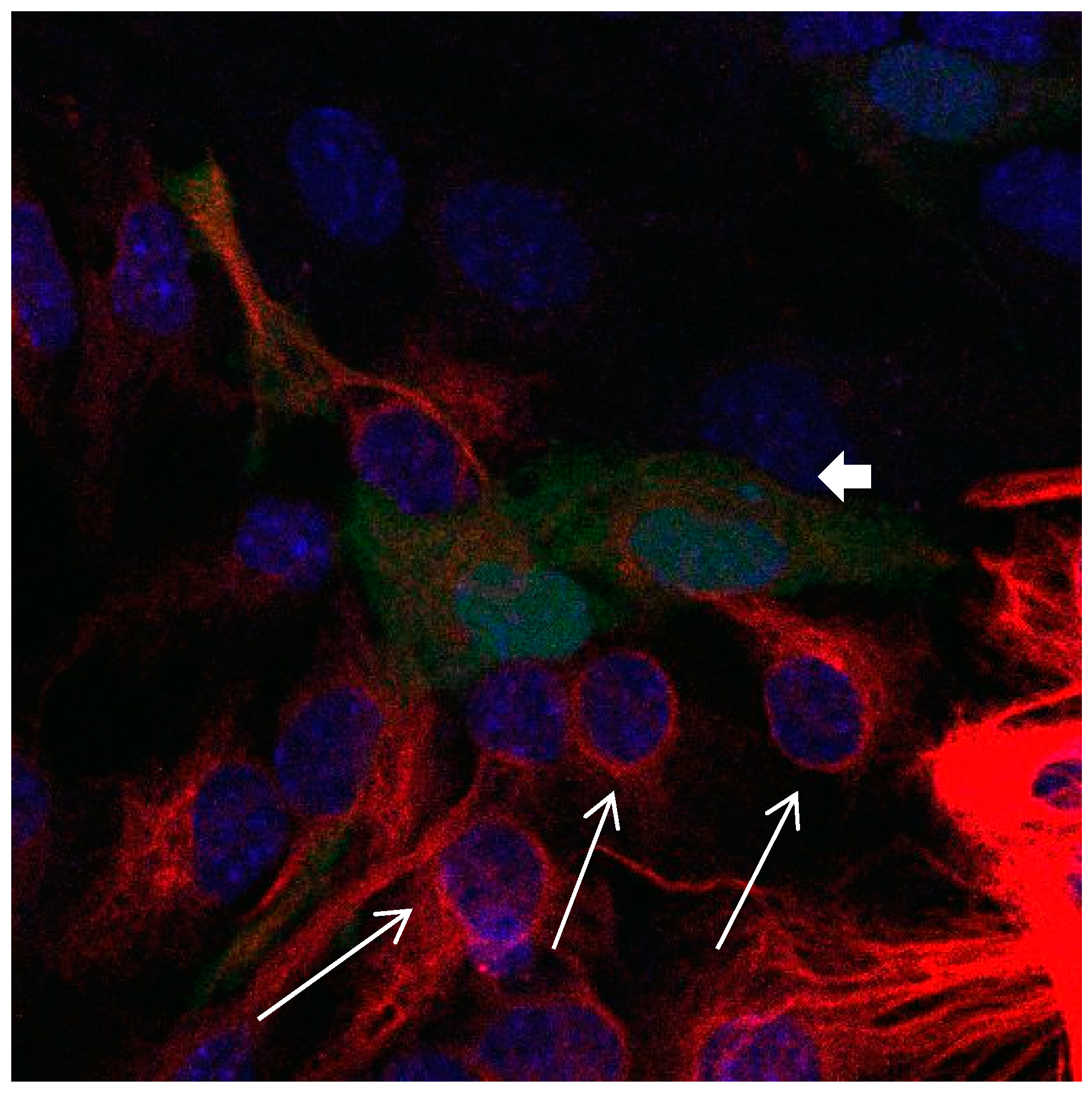 Brainsci 08 00143 g002