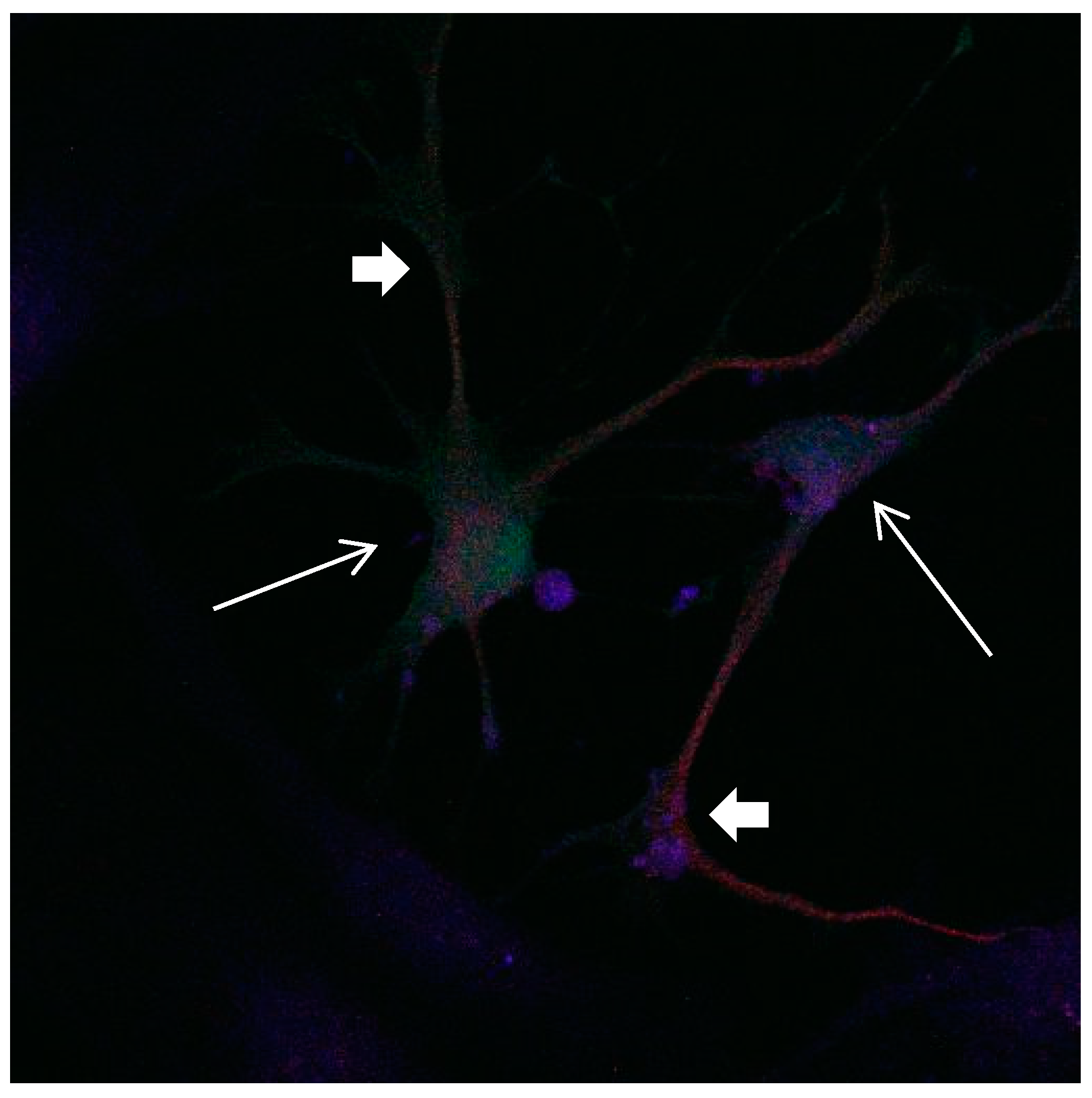 Brainsci 08 00143 g007