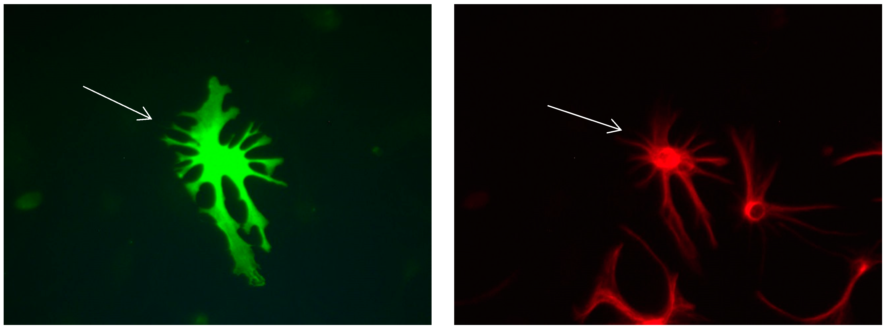 Brainsci 08 00143 g008