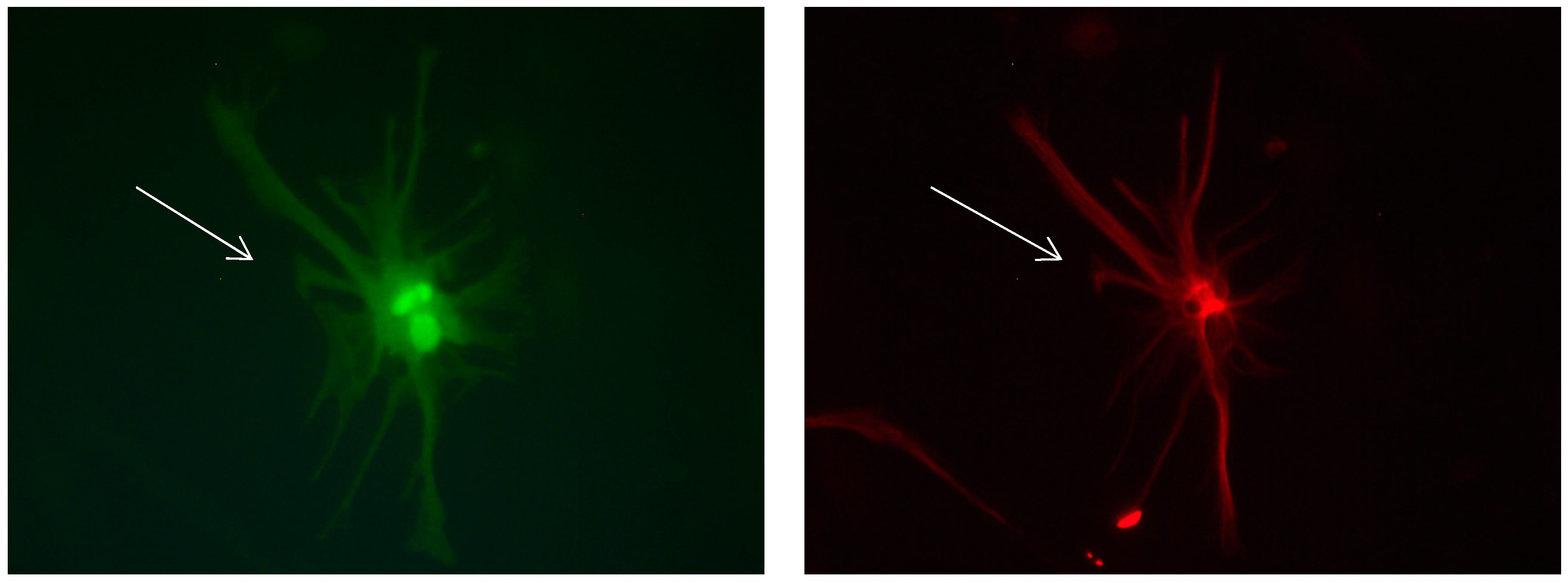 Brainsci 08 00143 g009