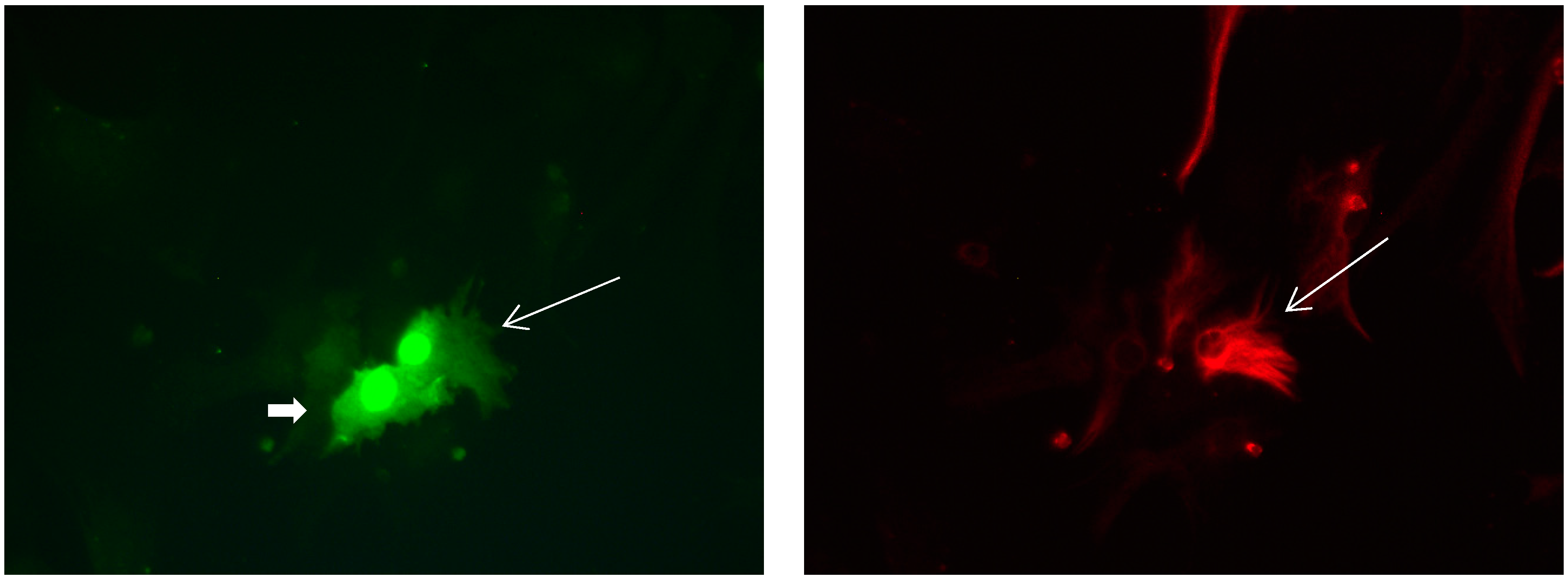 Brainsci 08 00143 g012