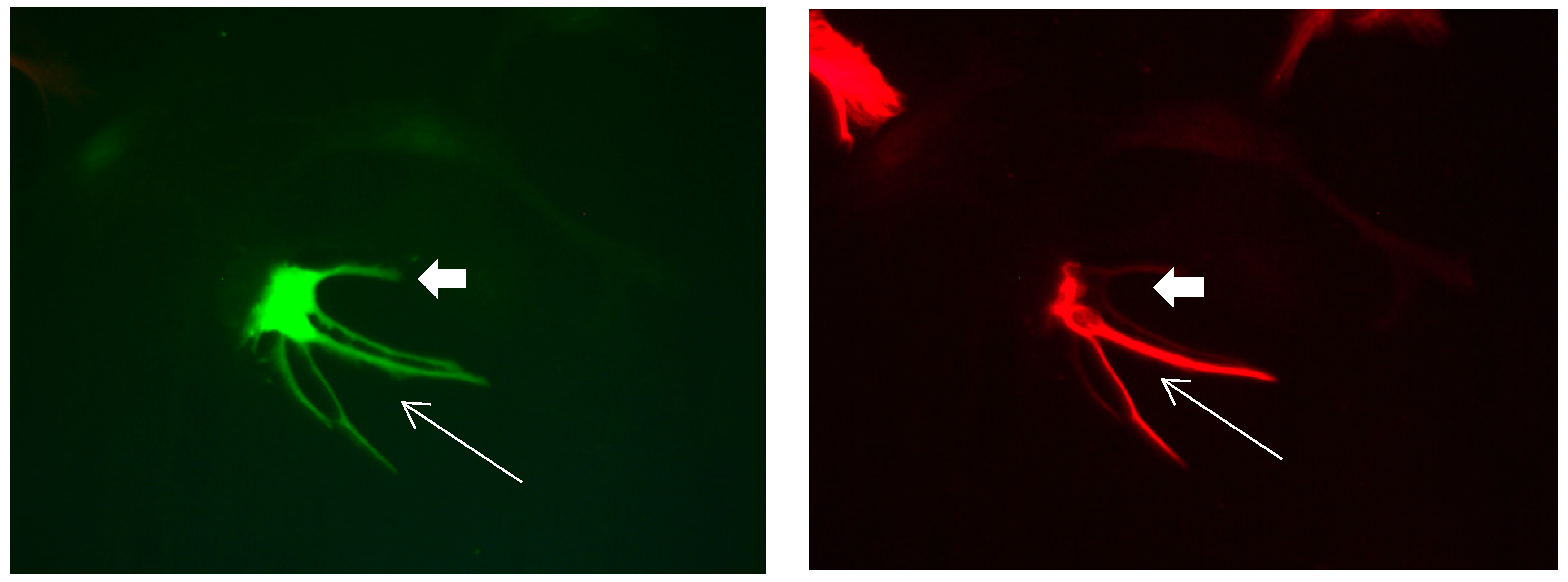 Brainsci 08 00143 g013