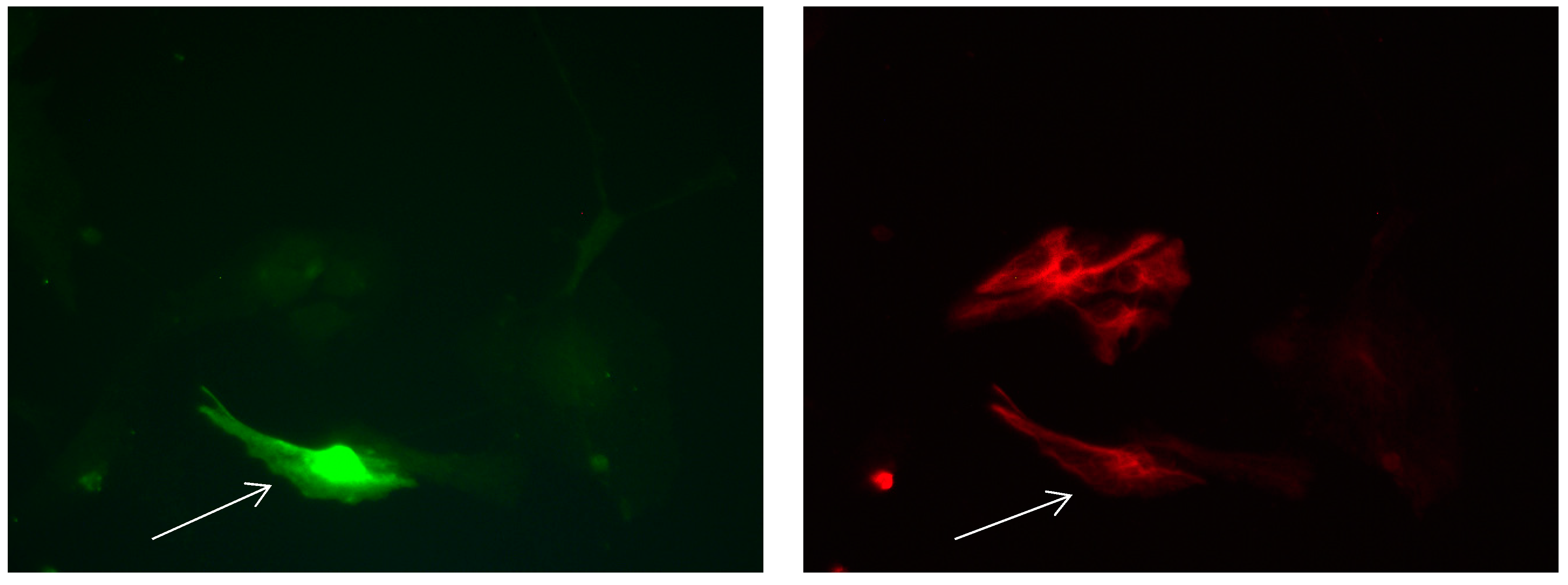 Brainsci 08 00143 g014