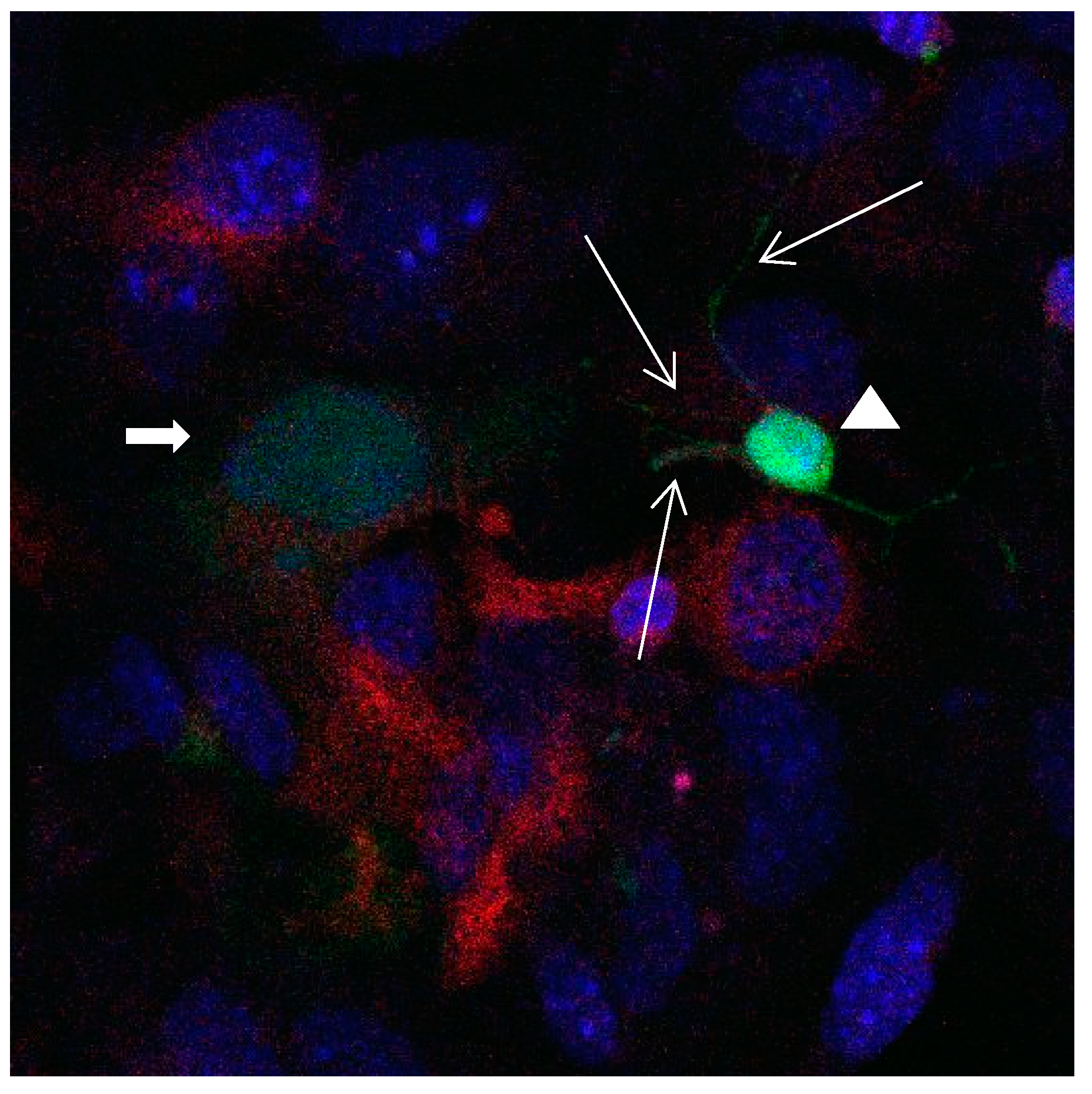 Brainsci 08 00143 g015