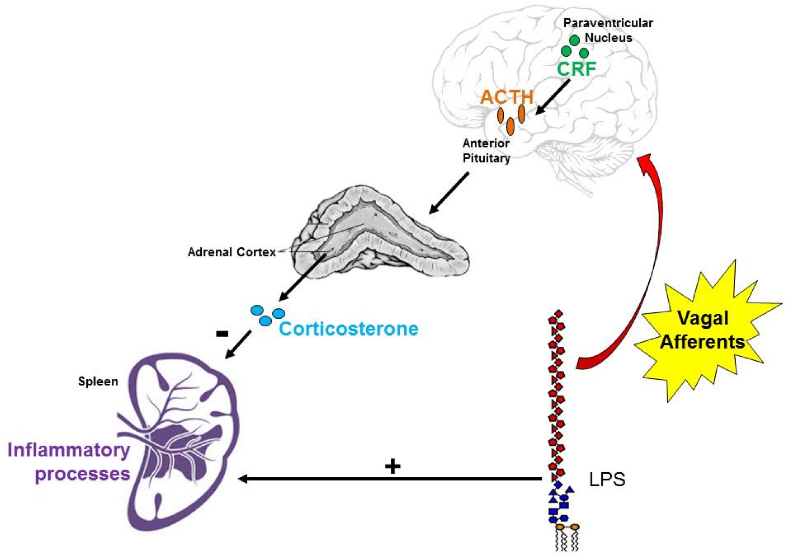 brain sciences free full text lipopolysaccharide challenge hypothalamic pituitary adrenal axis