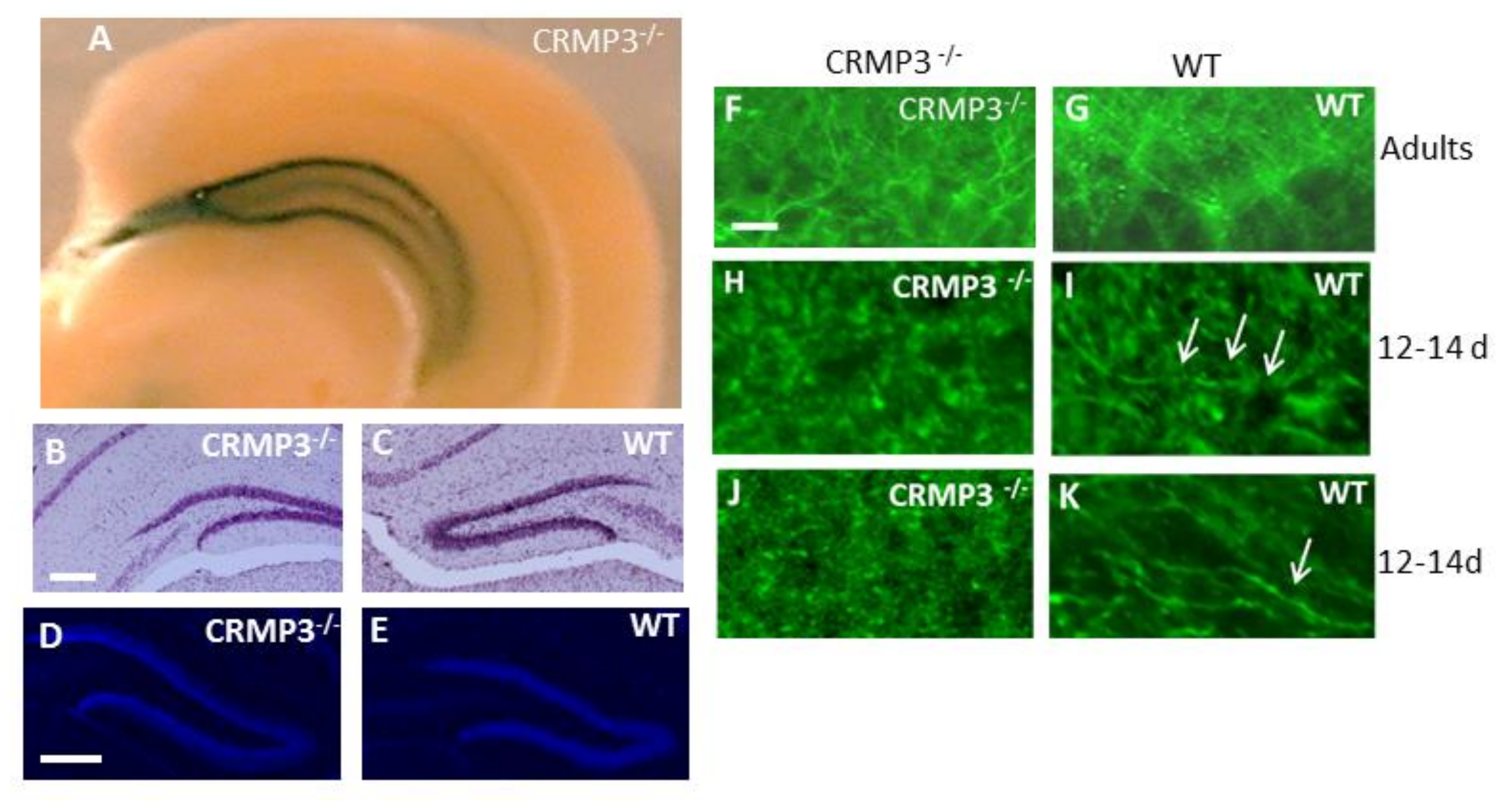 Brainsci 08 00196 g001