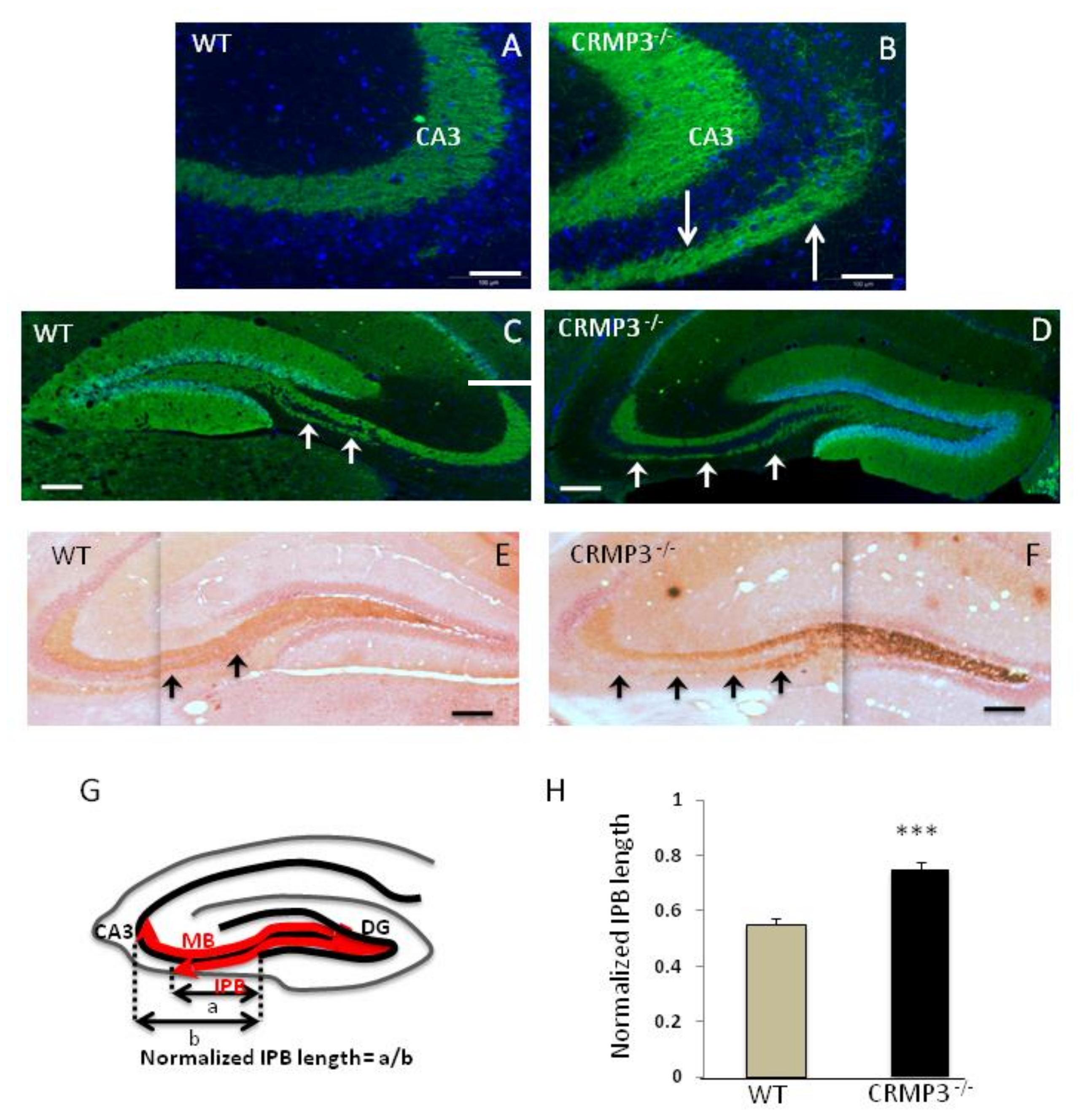 Brainsci 08 00196 g003
