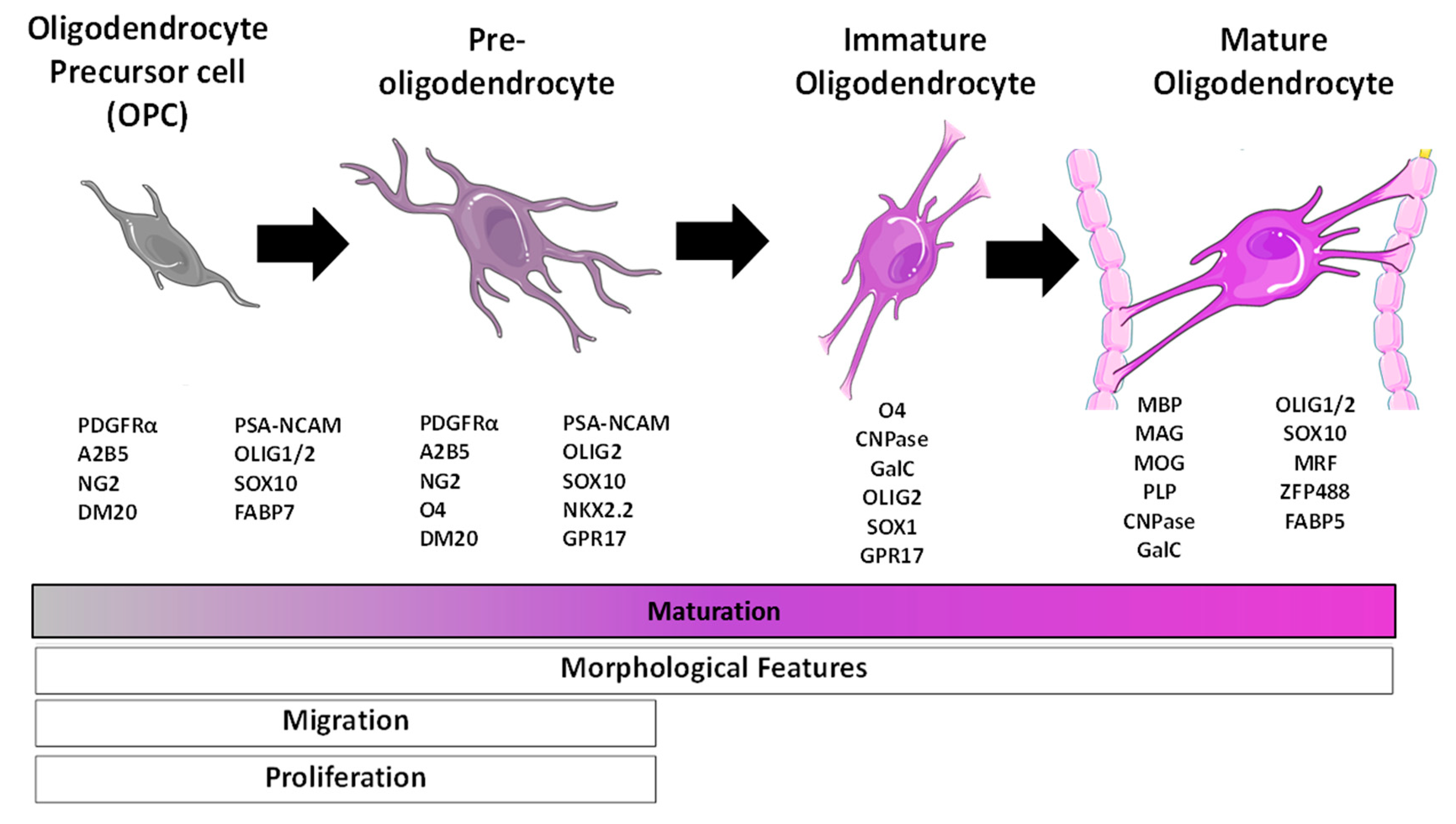 Brainsci 08 00200 g003 Brainsci 08 00200 g003