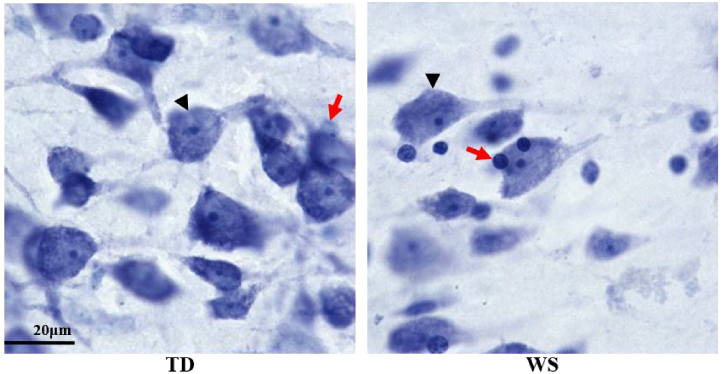 Brainsci 08 00209 g002
