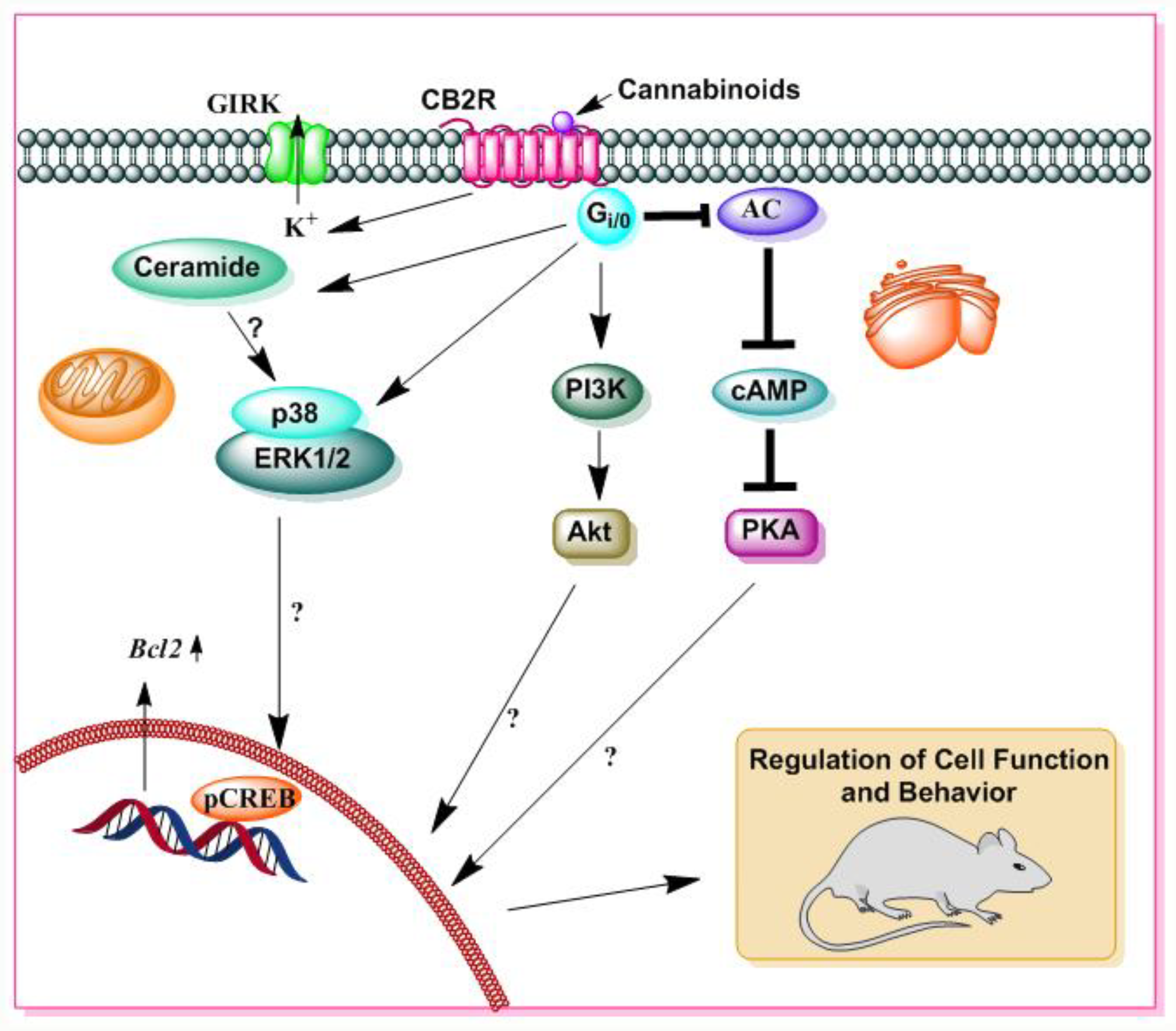 Brainsci 09 00014 g005