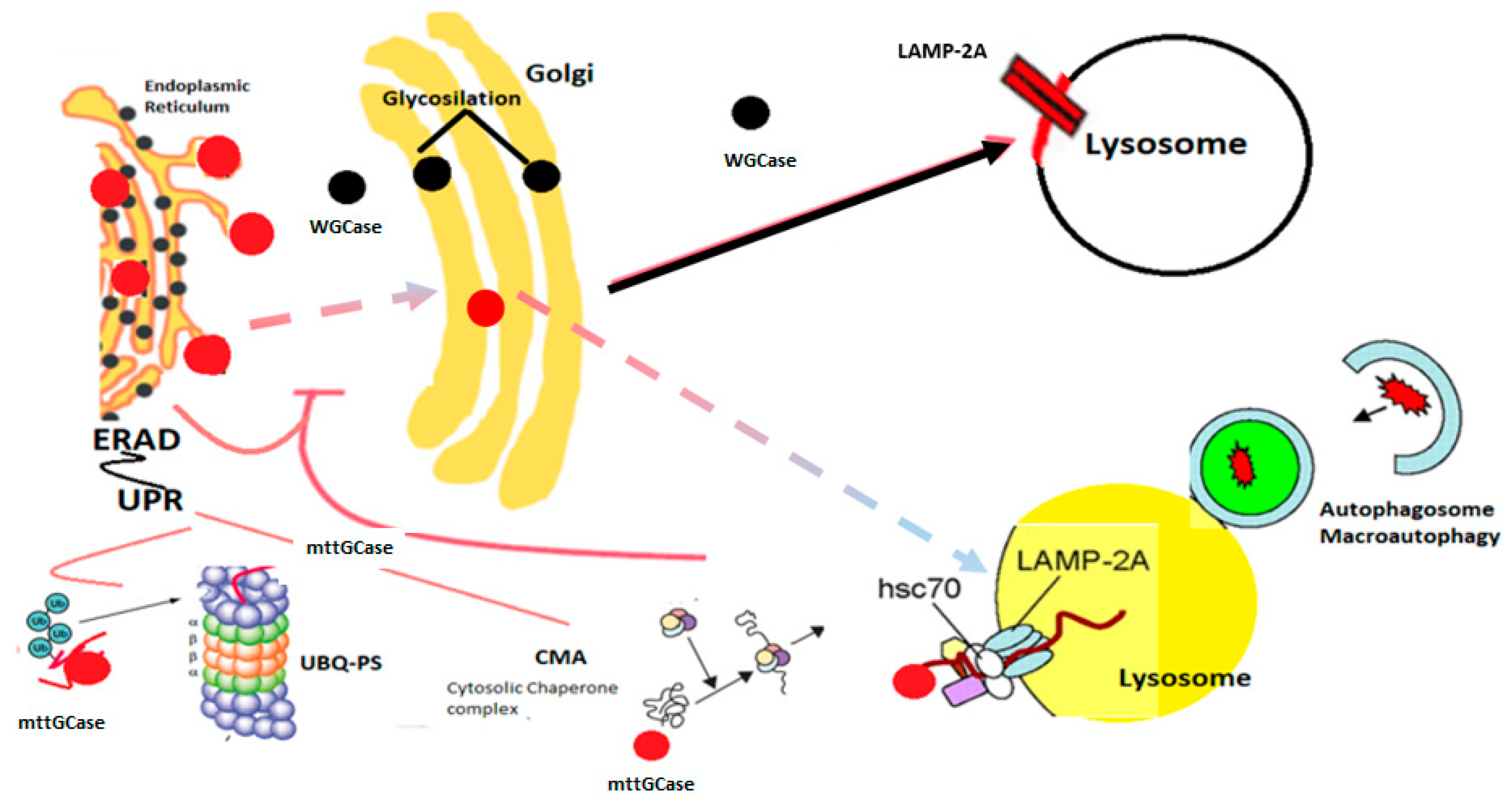 Brainsci 09 00030 g001 550