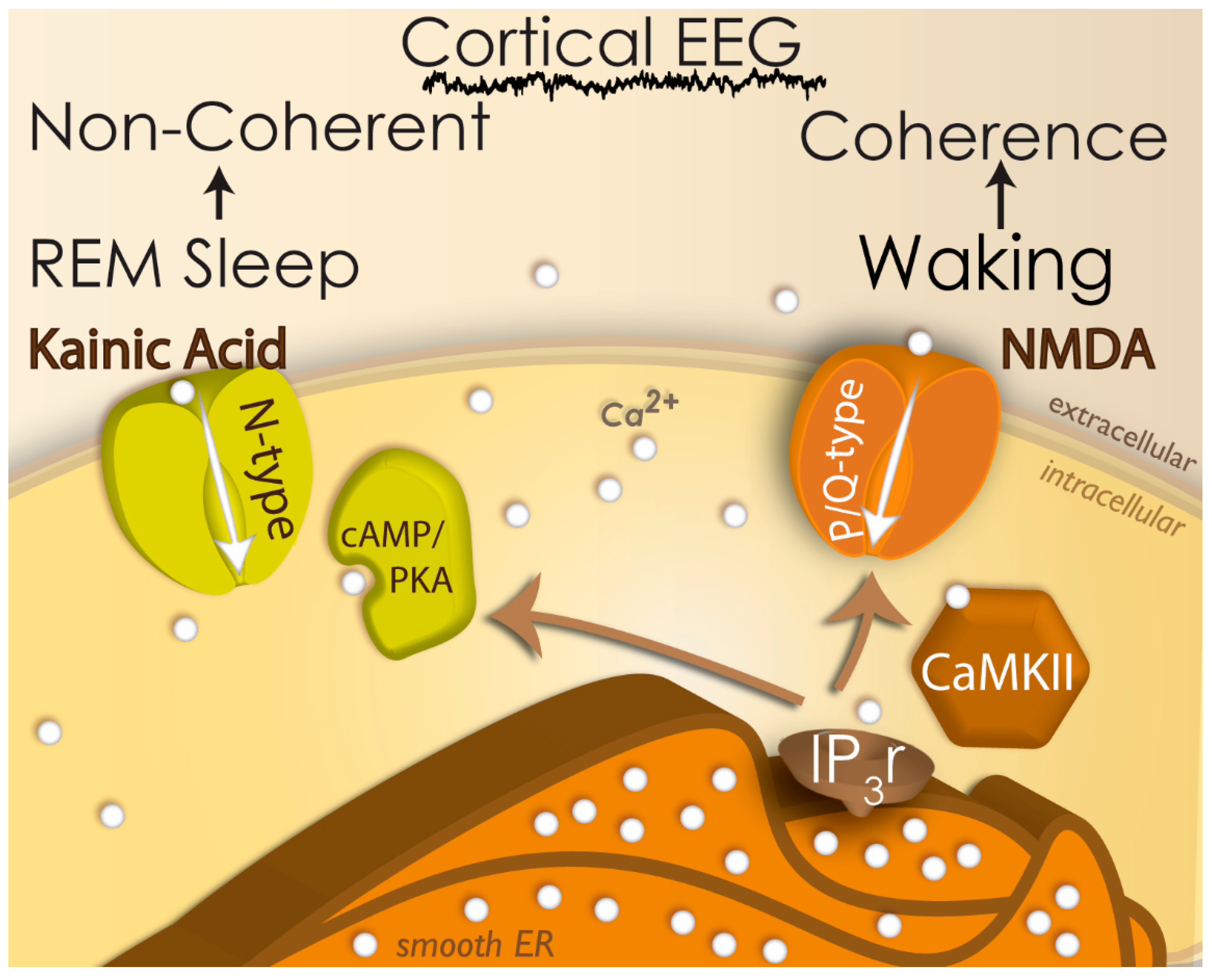 Brainsci 09 00064 g001