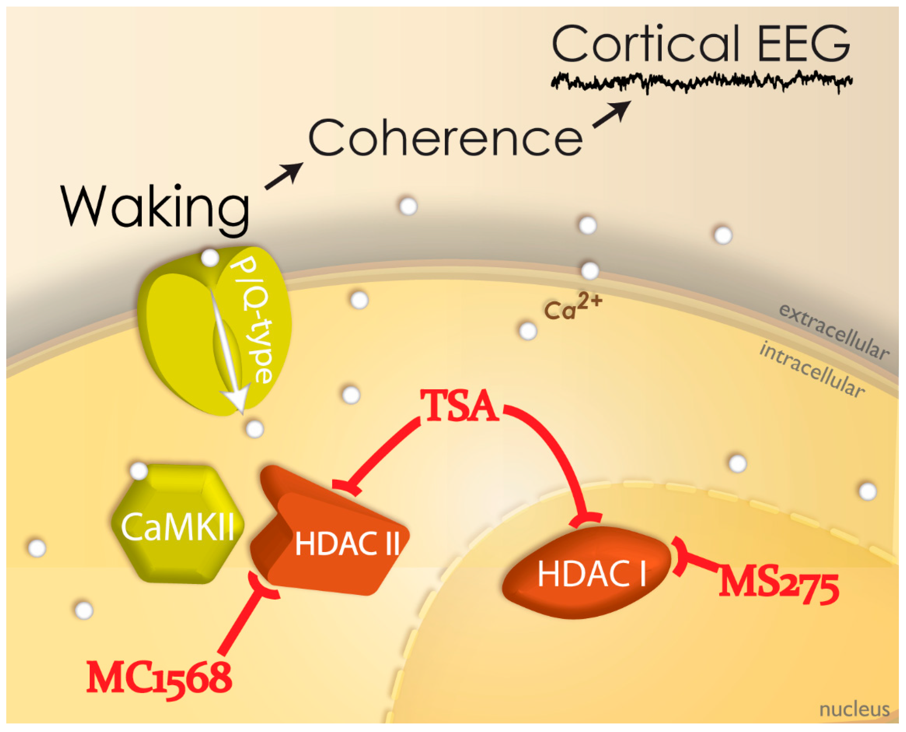 Brainsci 09 00064 g002