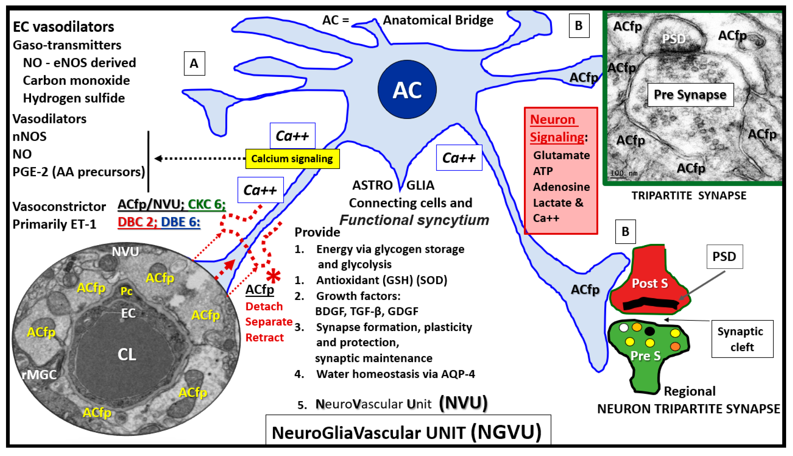 Brainsci 09 00083 g005