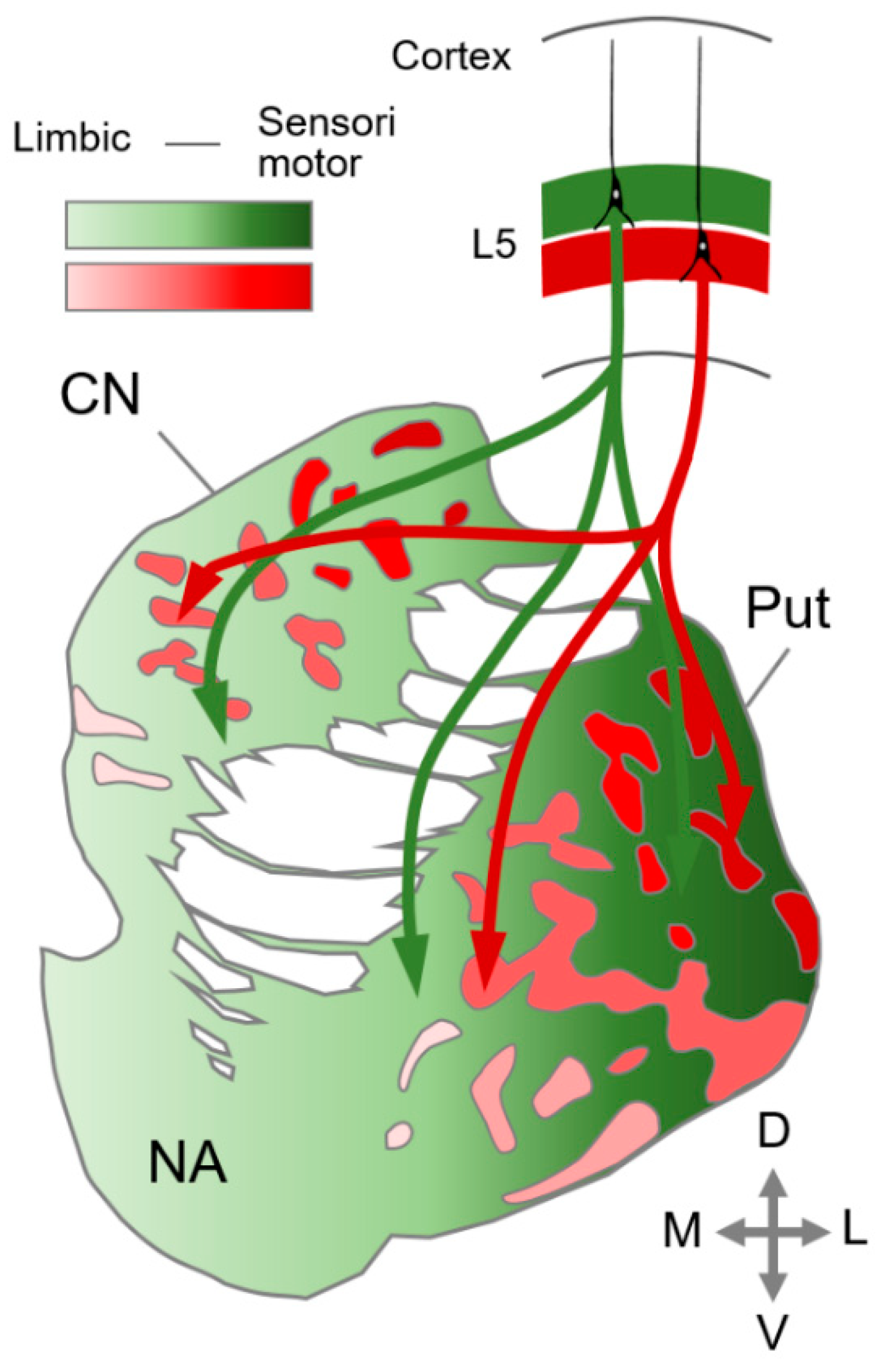 Brainsci 09 00090 g003