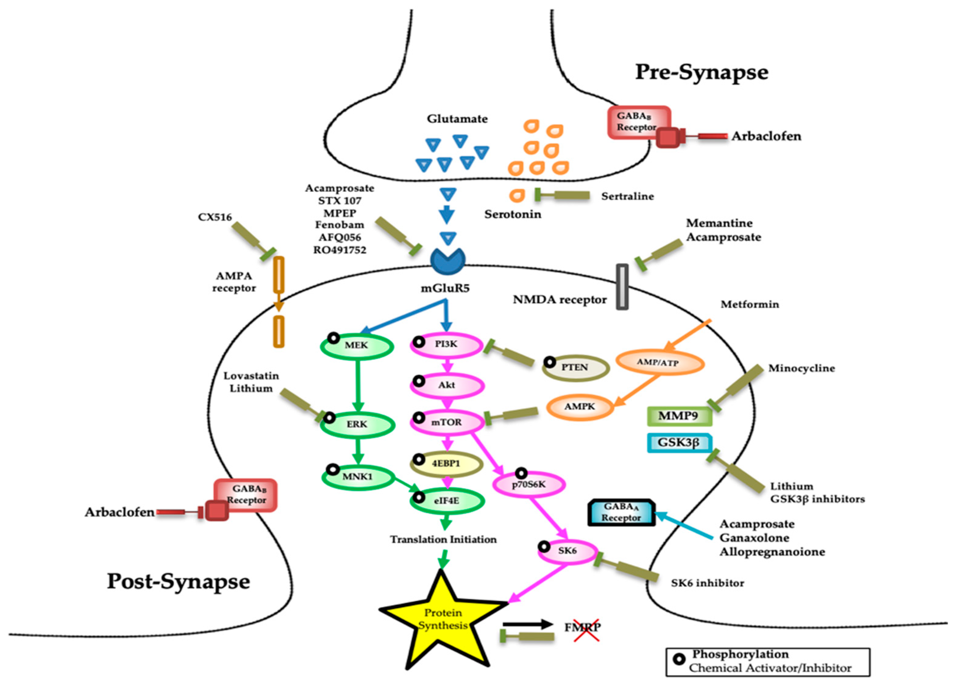 Local Protein Synthesis and Spine Morphogenesis: Fragile X Syndrome and  Beyond