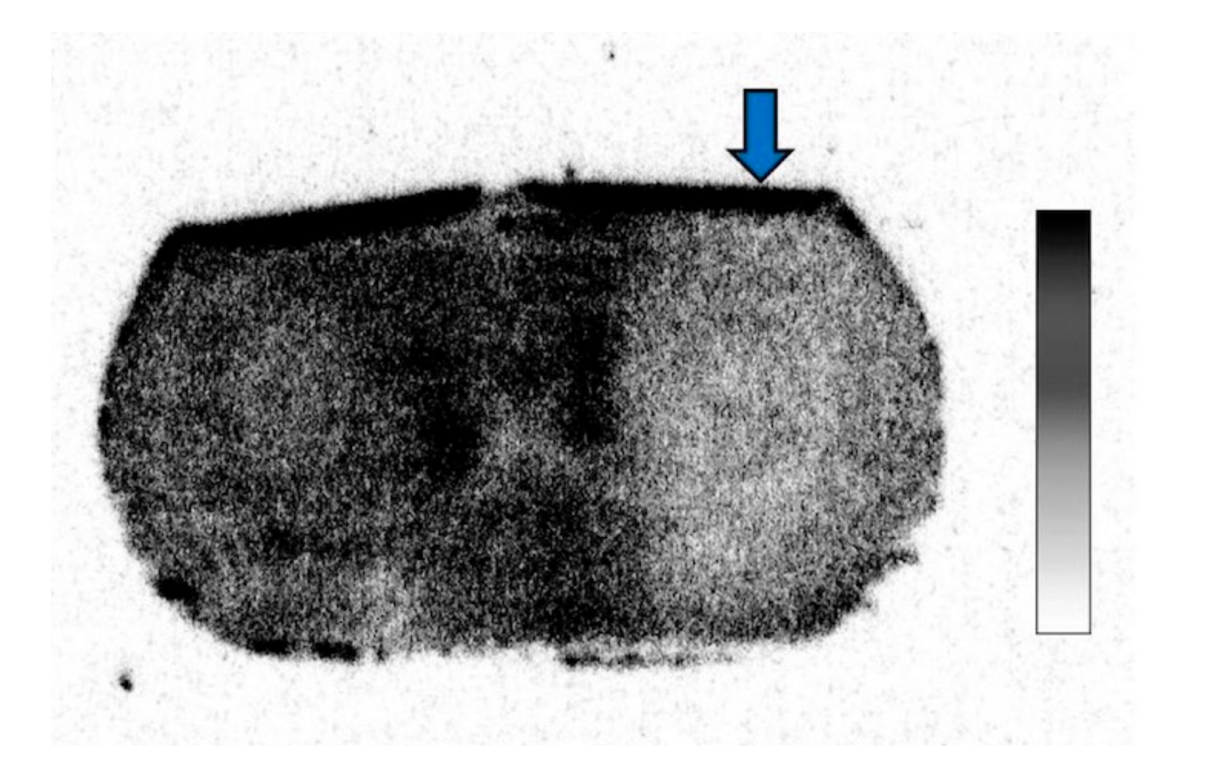 Brainsci 09 00101 g002 Brainsci 09 00101 g002