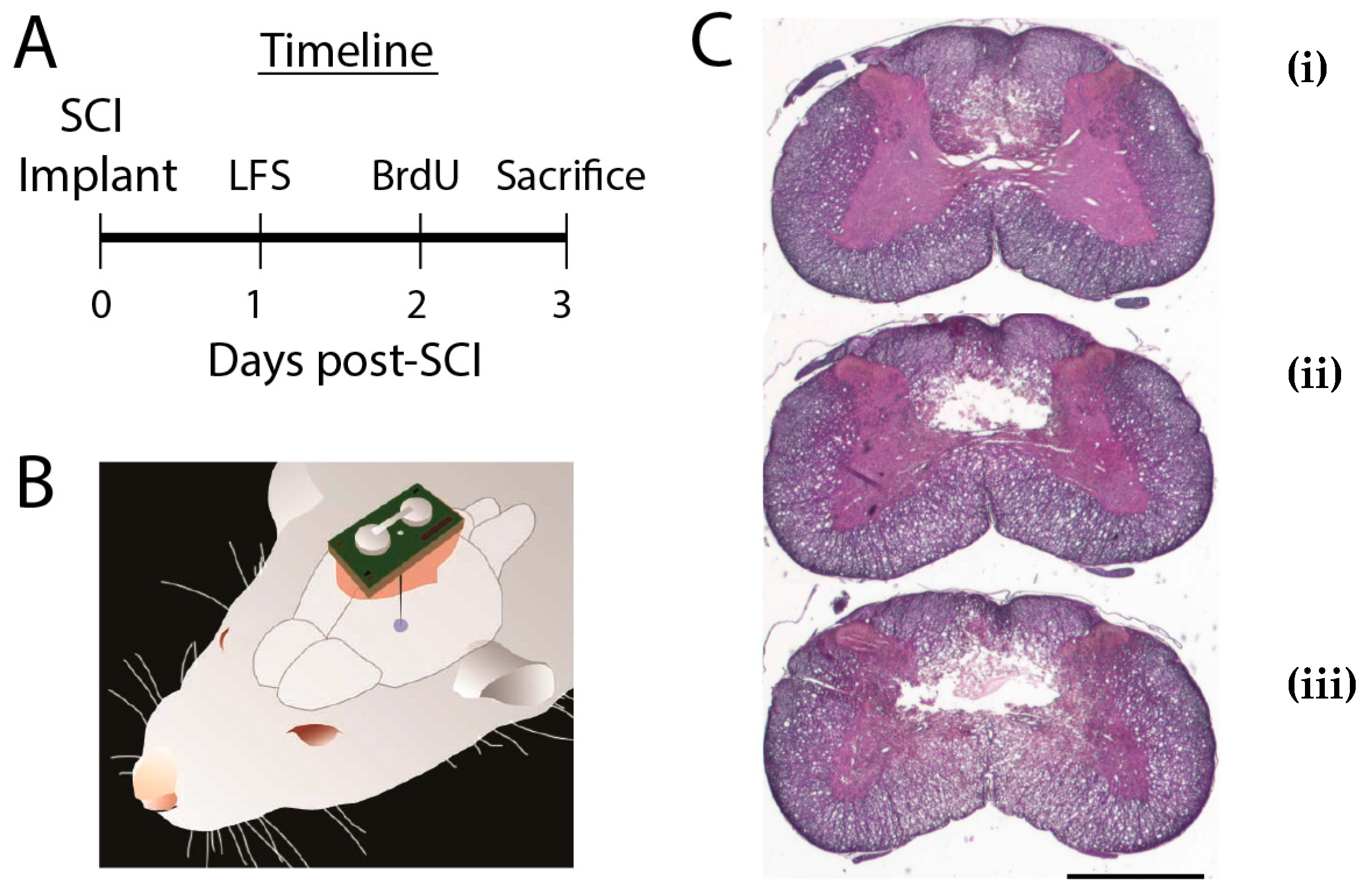 Brain Sciences Free FullText Cellular Changes in Injured Rat