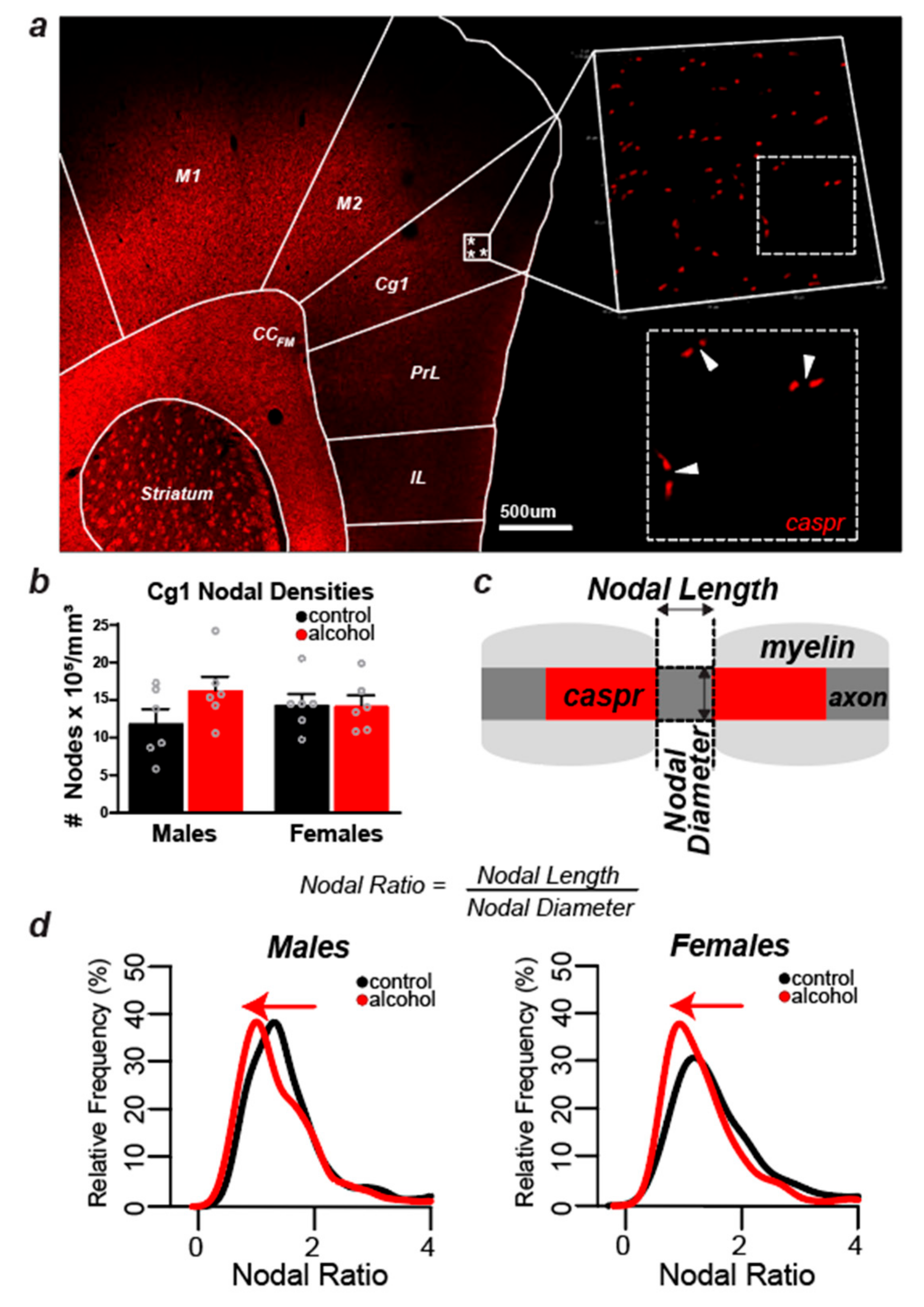 Brainsci 09 00167 g003