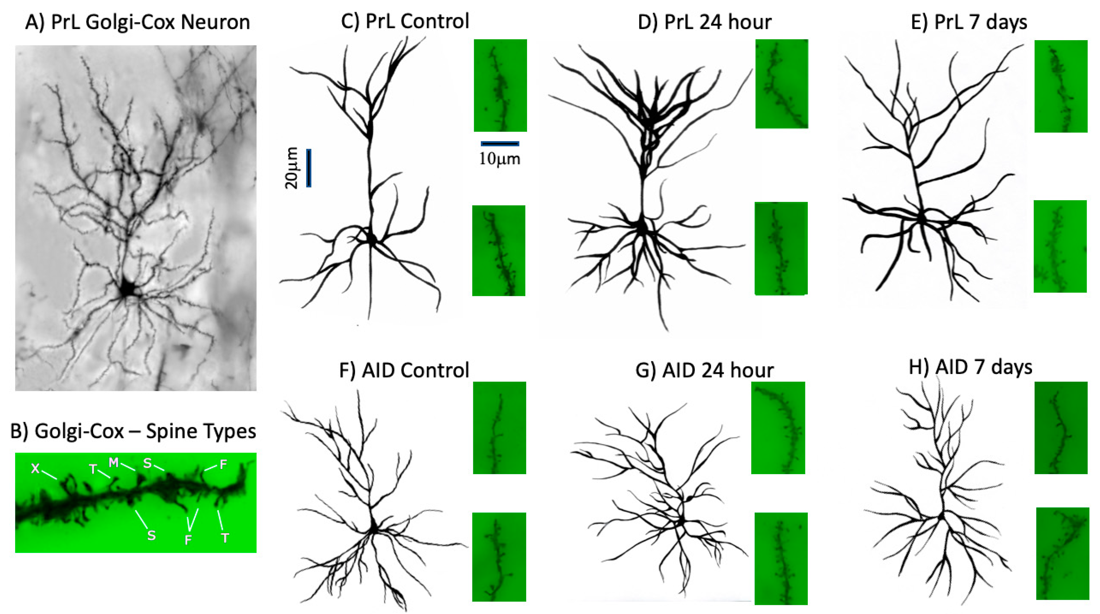 Brainsci 09 00180 g002