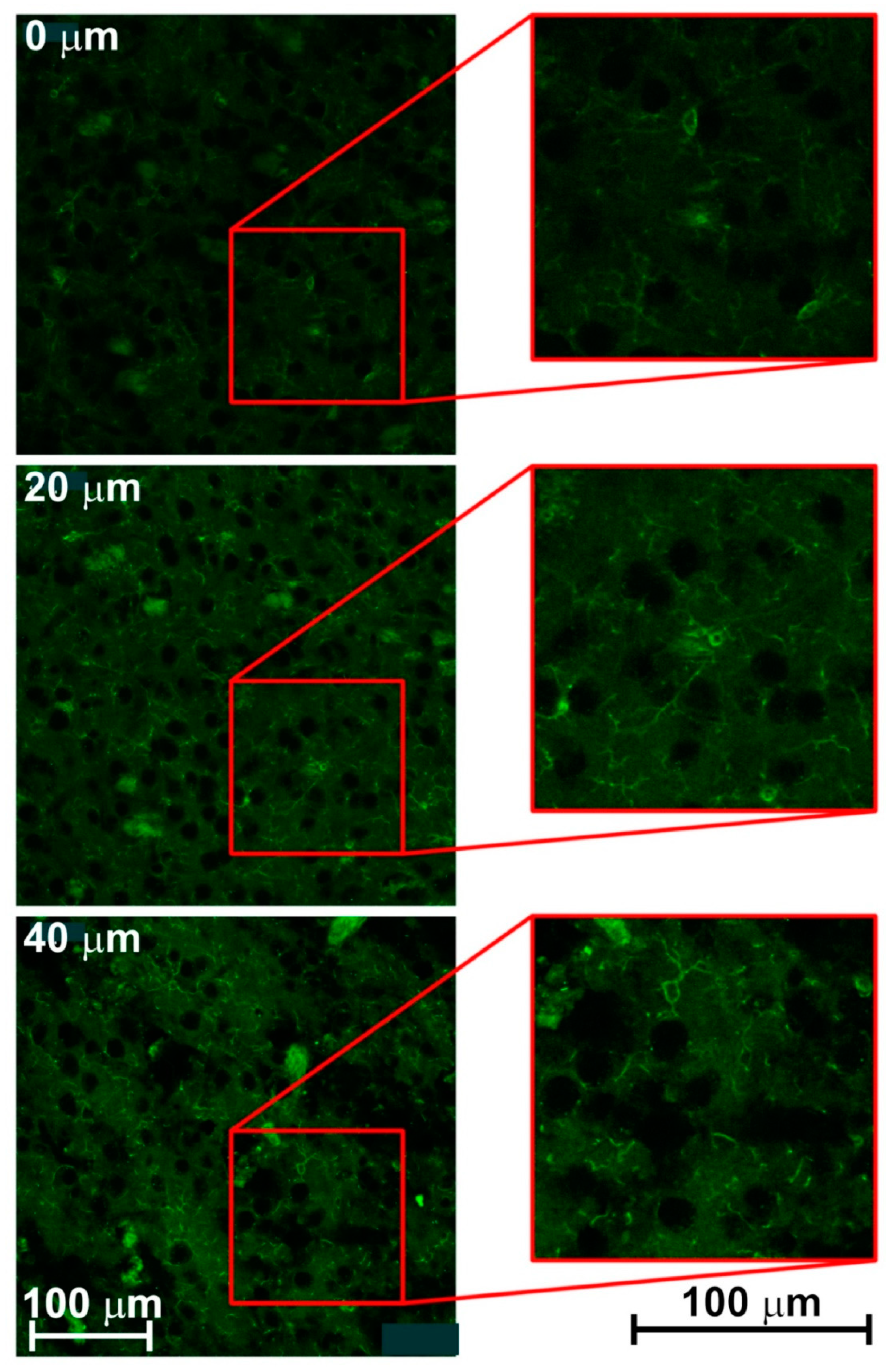 Brainsci 09 00218 g005