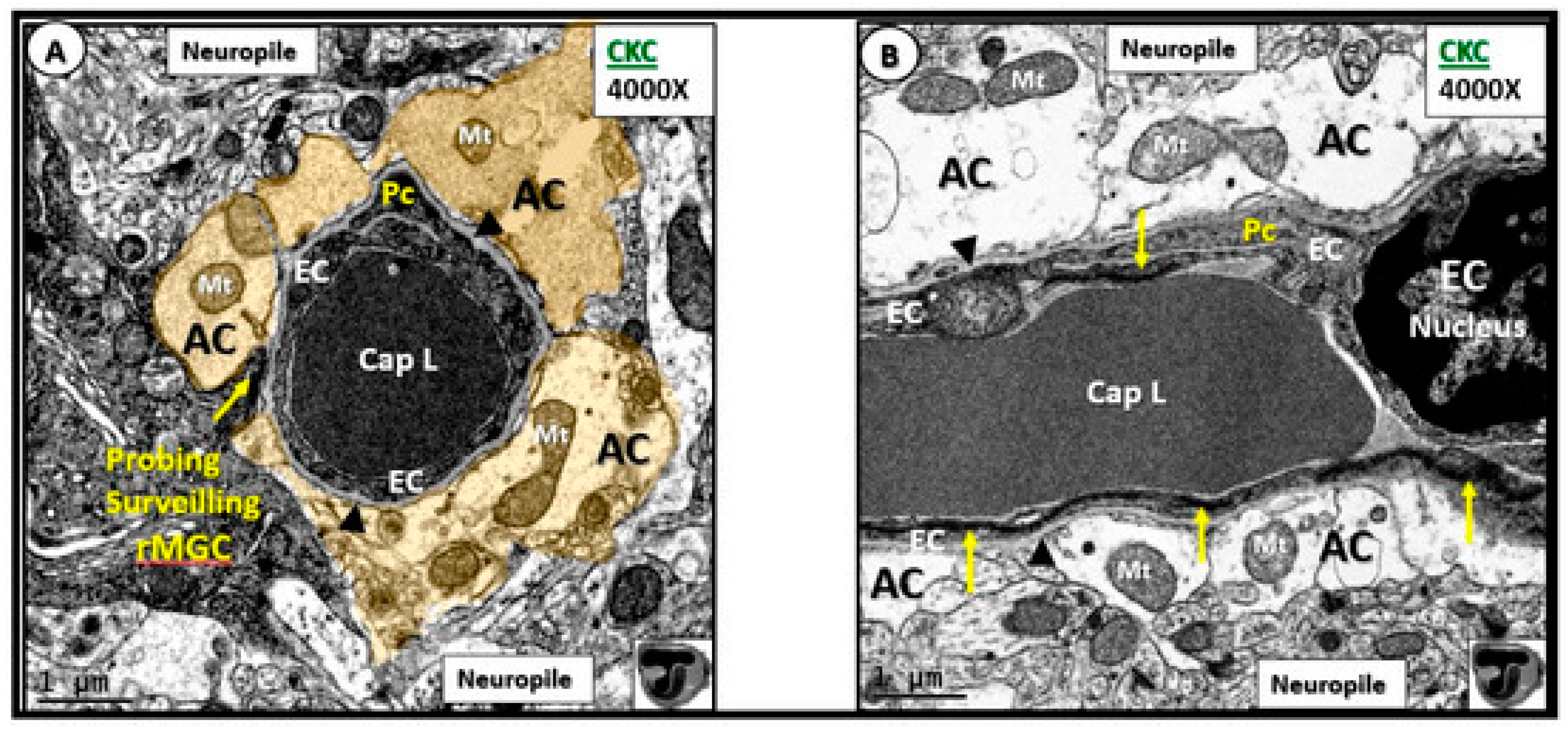 Brainsci 09 00262 g006