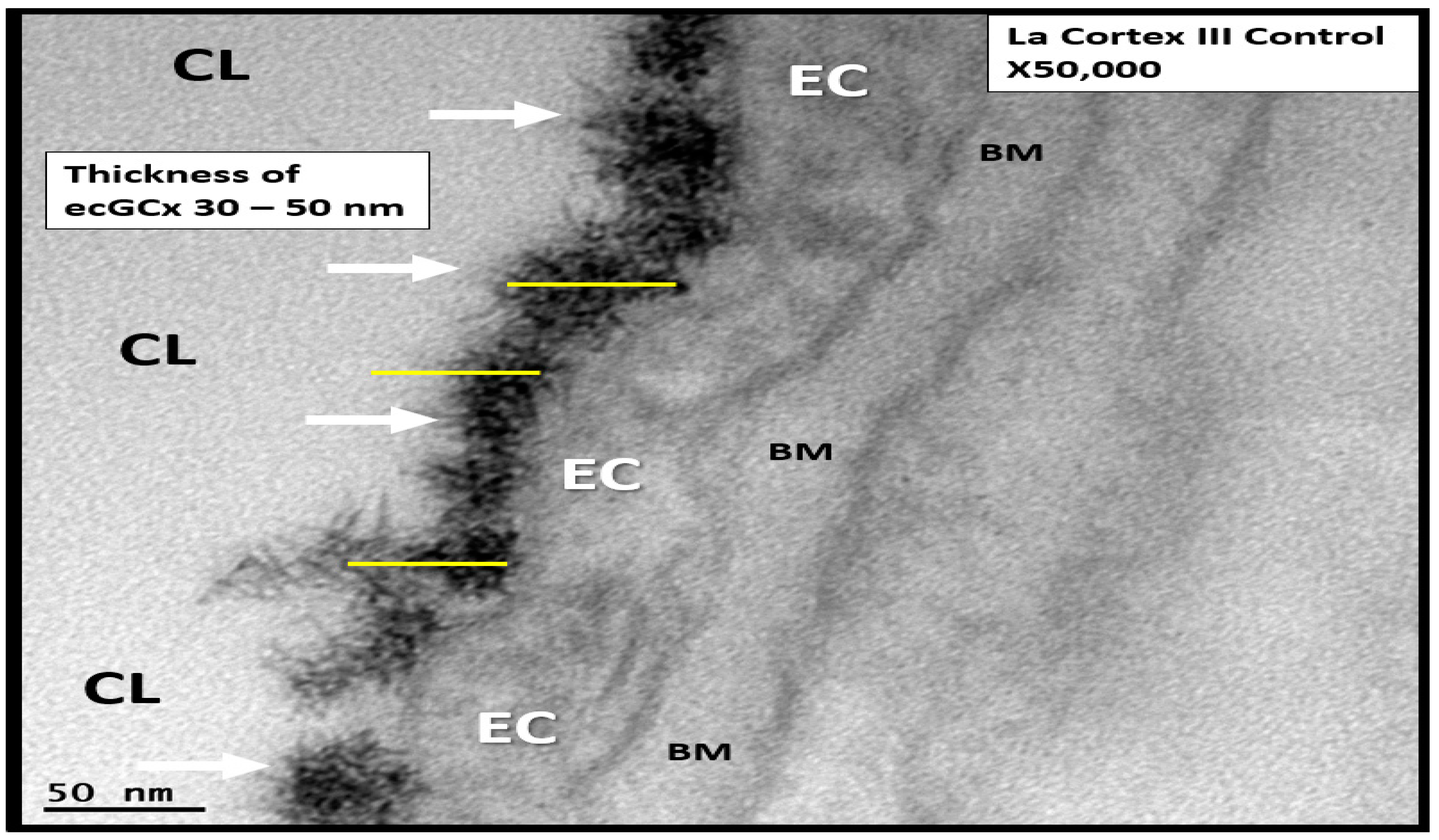 Brainsci 09 00262 g010