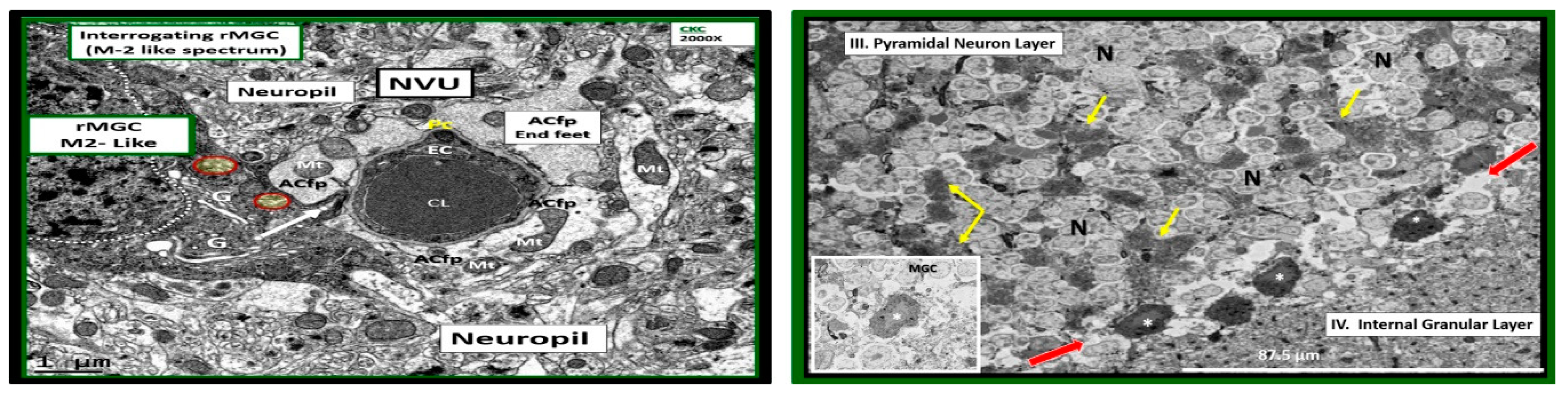Brainsci 09 00262 g015
