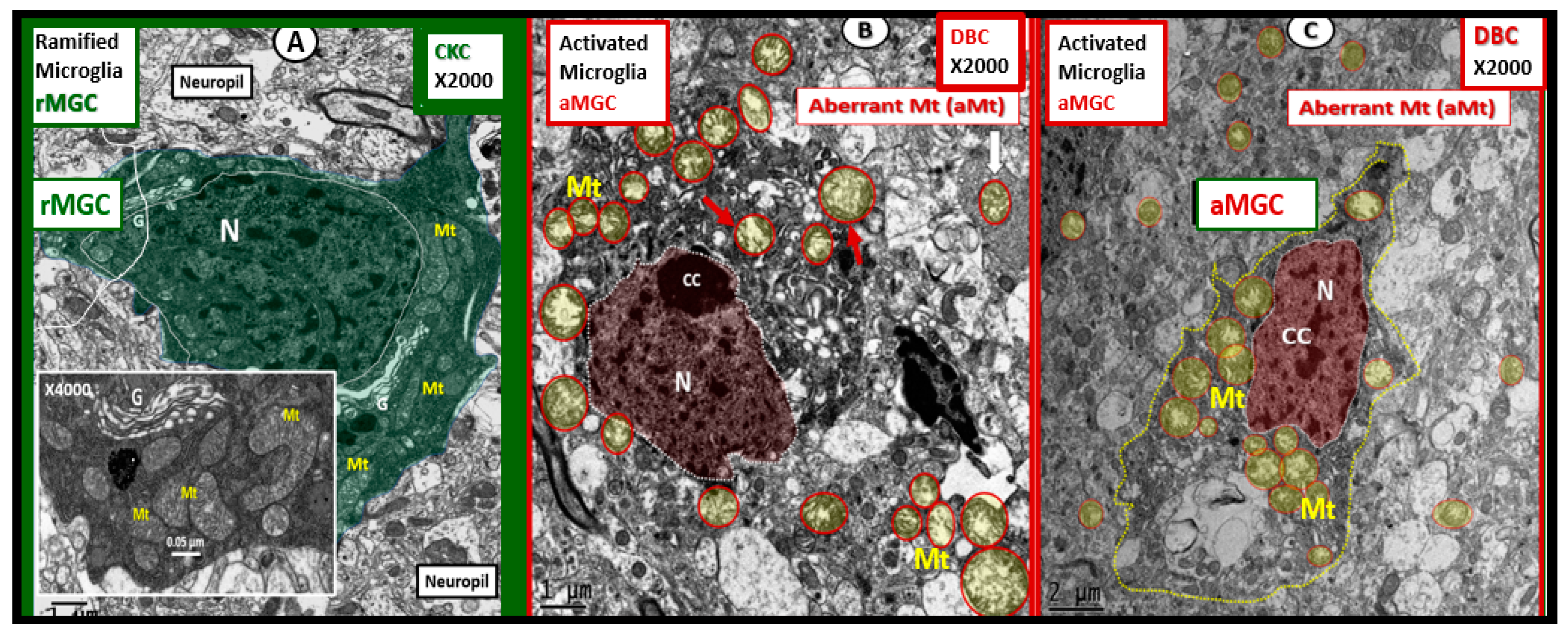Brainsci 09 00262 g016