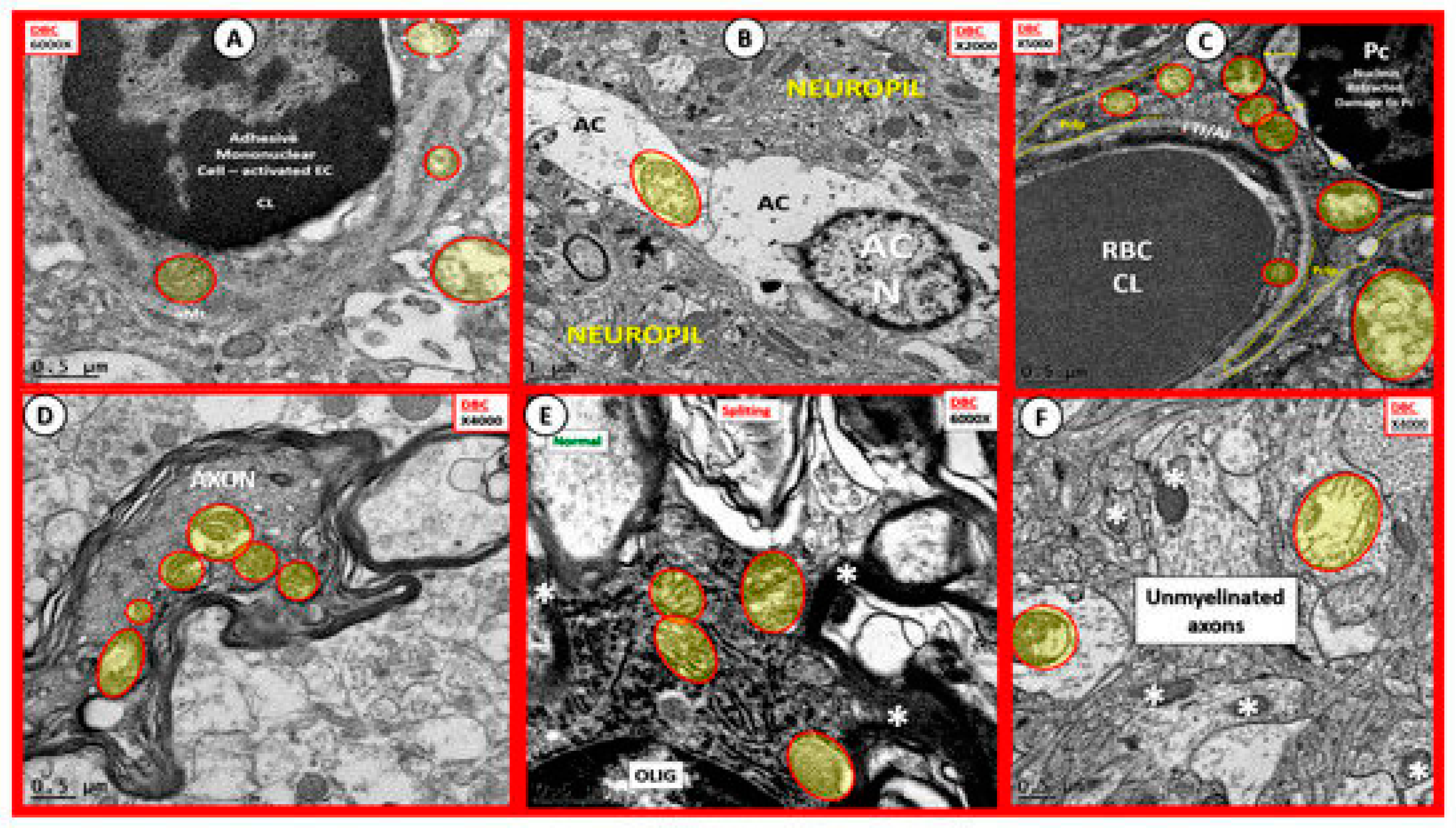 Brainsci 09 00262 g019
