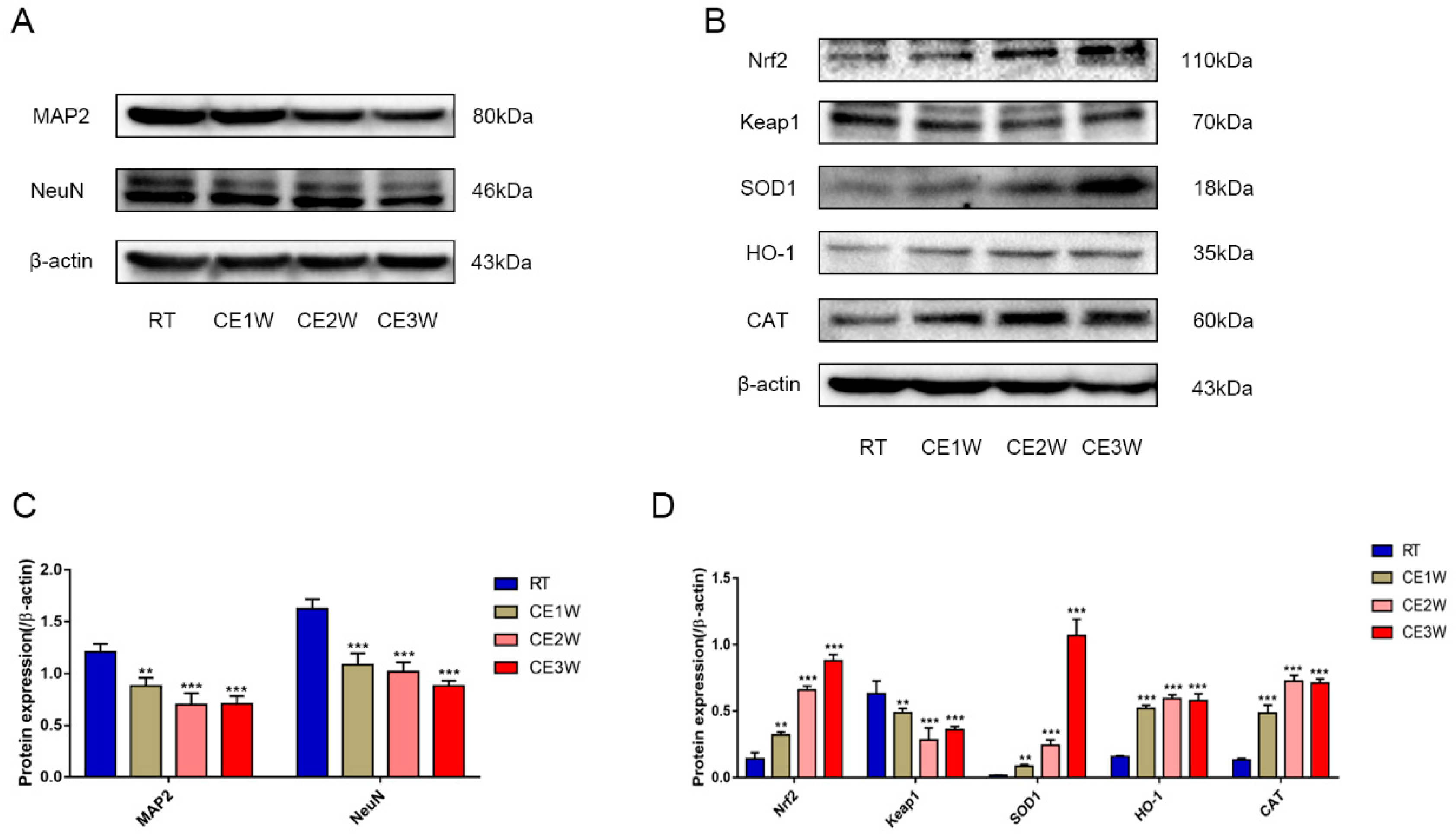Brainsci 09 00273 g002 Brainsci 09 00273 g002