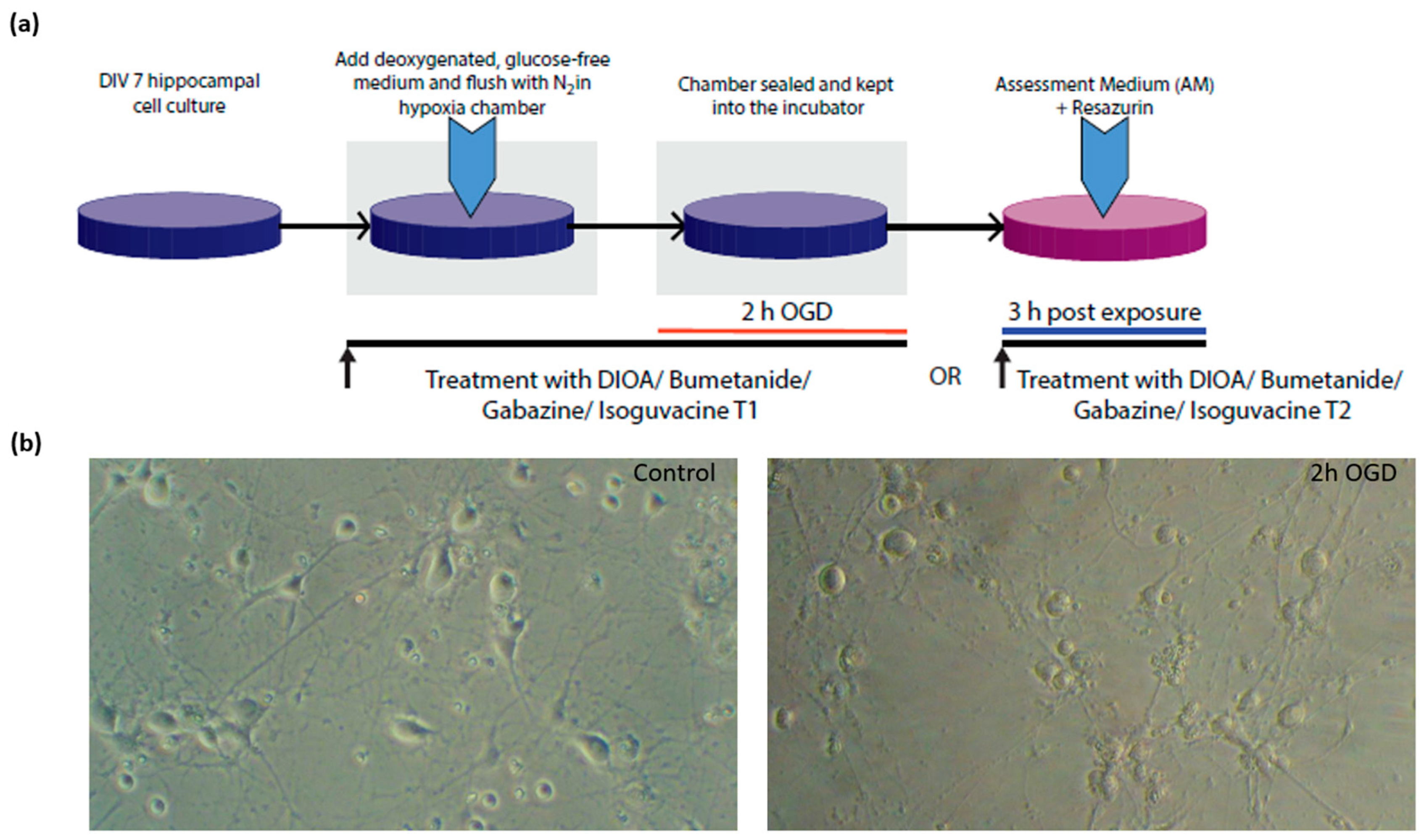 Brain Sciences Free Full Text Neuronal Transmembrane Chloride Transport Has A Time Dependent Influence On Survival Of Hippocampal Cultures To Oxygen Glucose Deprivation Html Brain Sciences Free Full Text Neuronal Transmembrane Chloride Transport Has A Time Dependent Influence On Survival Of Hippocampal Cultures To Oxygen Glucose Deprivation Html