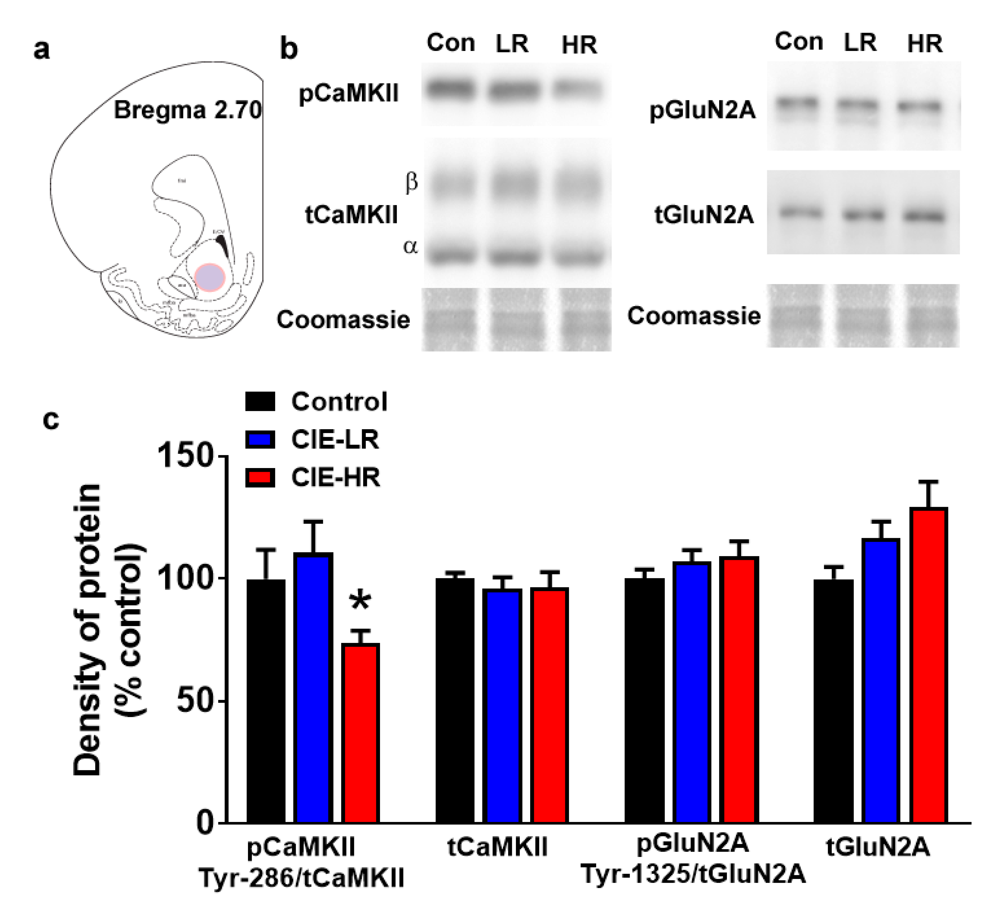 Brainsci 09 00367 g003