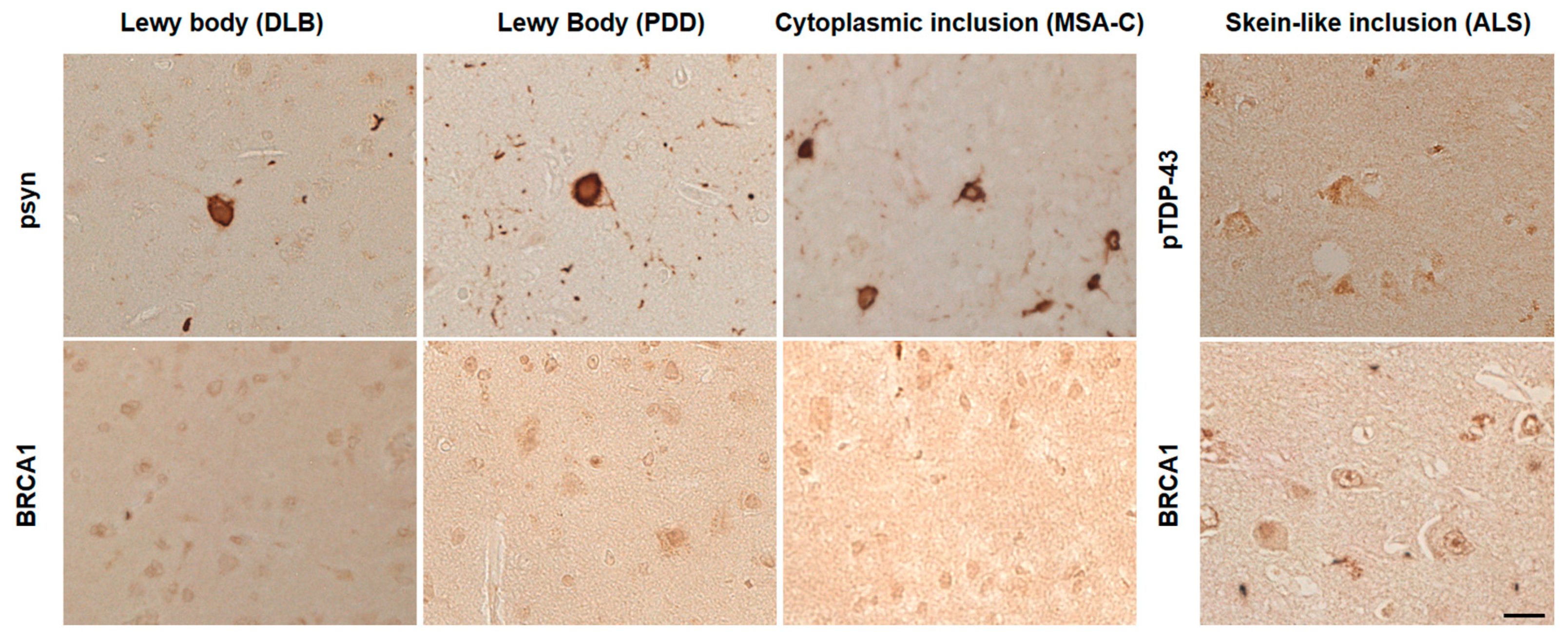 Brainsci 10 00007 g003