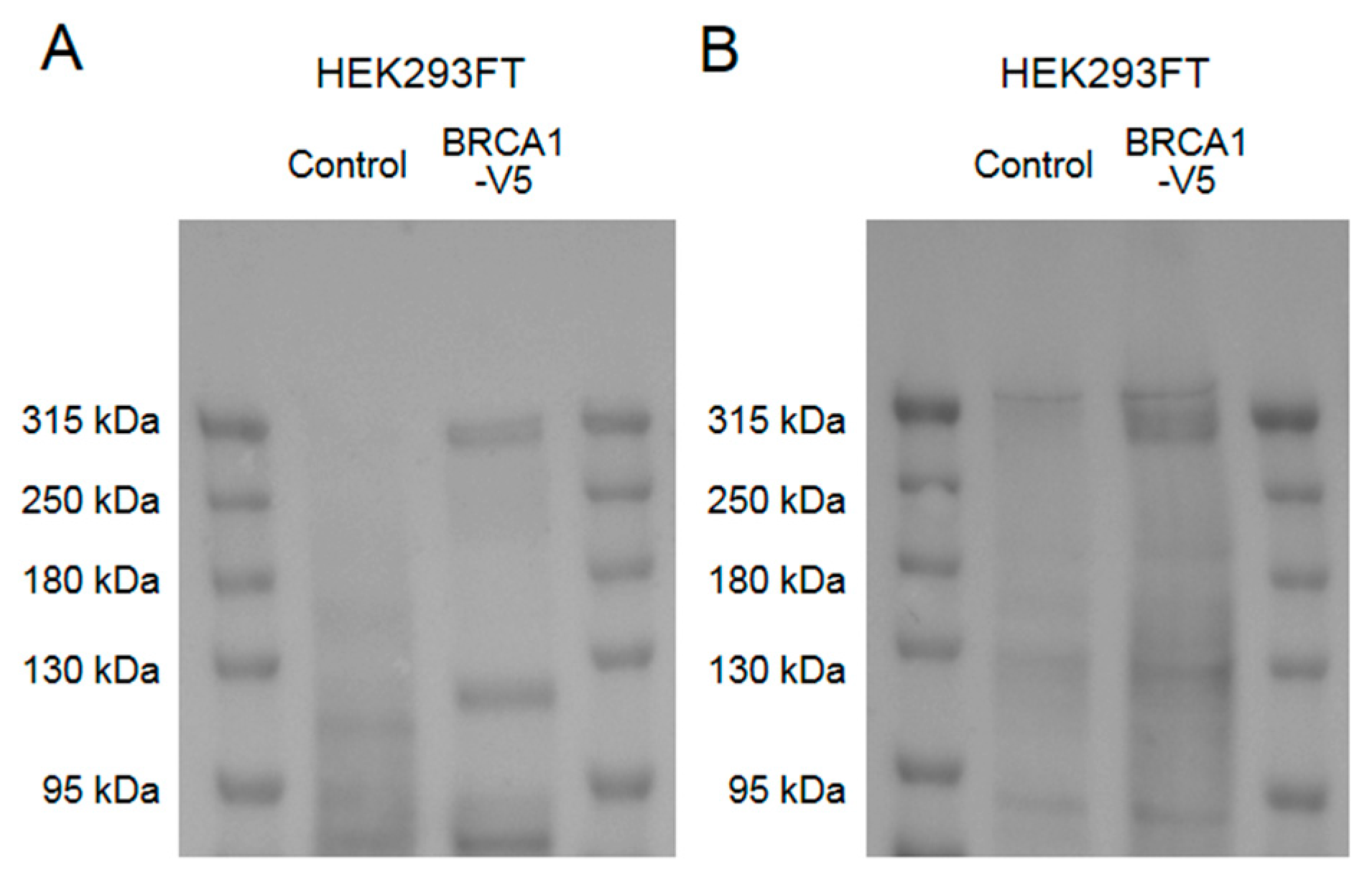 Brainsci 10 00007 g0a1