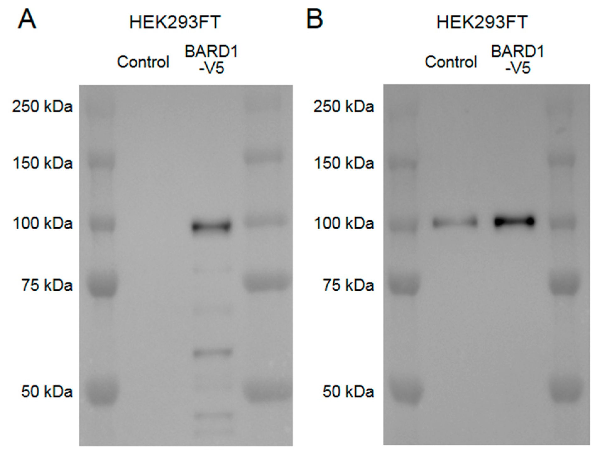 Brainsci 10 00007 g0a2